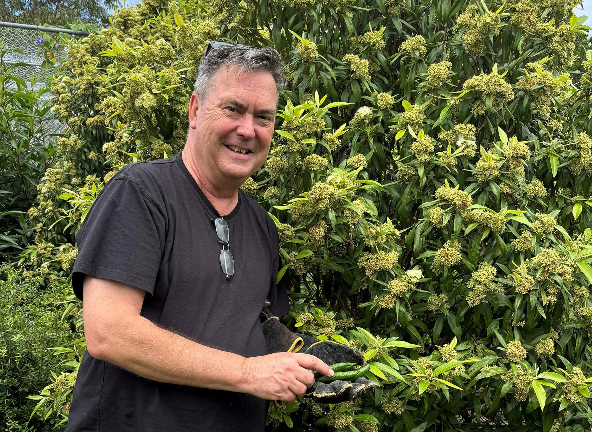 Tree of the Month: Why Lemon Myrtle Deserves a Place in Your Spring Planting Plan.