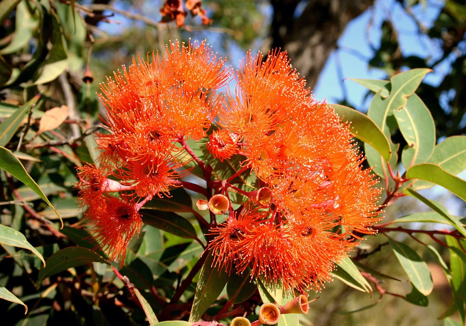Tree of the Month: How to Add Colour and Structure with Corymbia ‘Baby Orange’