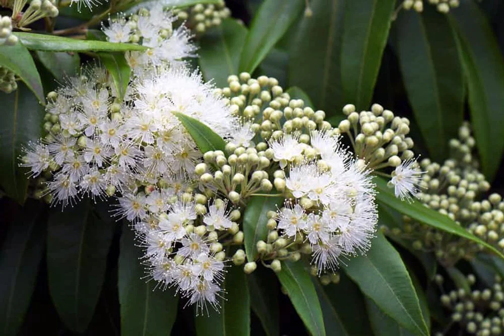 Lemon Myrtle in summer: How has it performed since winter?