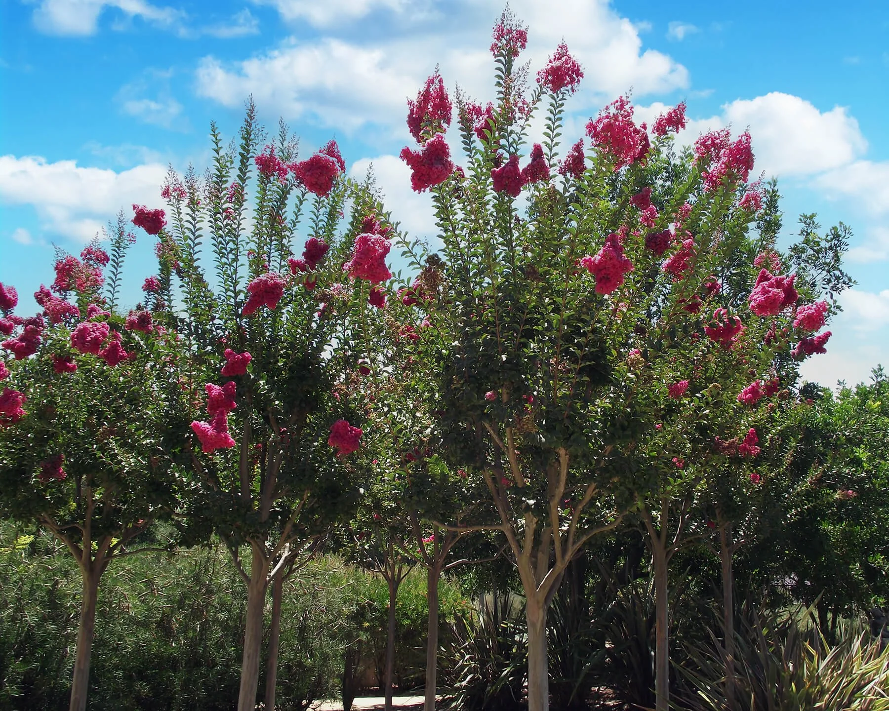 Tree of the month – Lagerstroemia ‘Tuscarora’