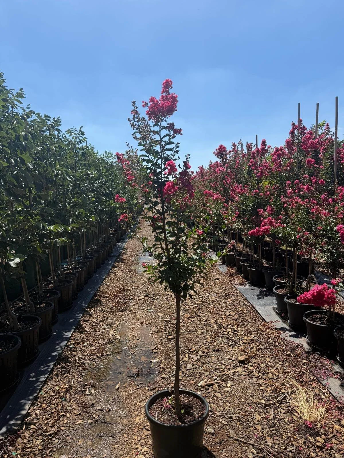 End of summer stock!