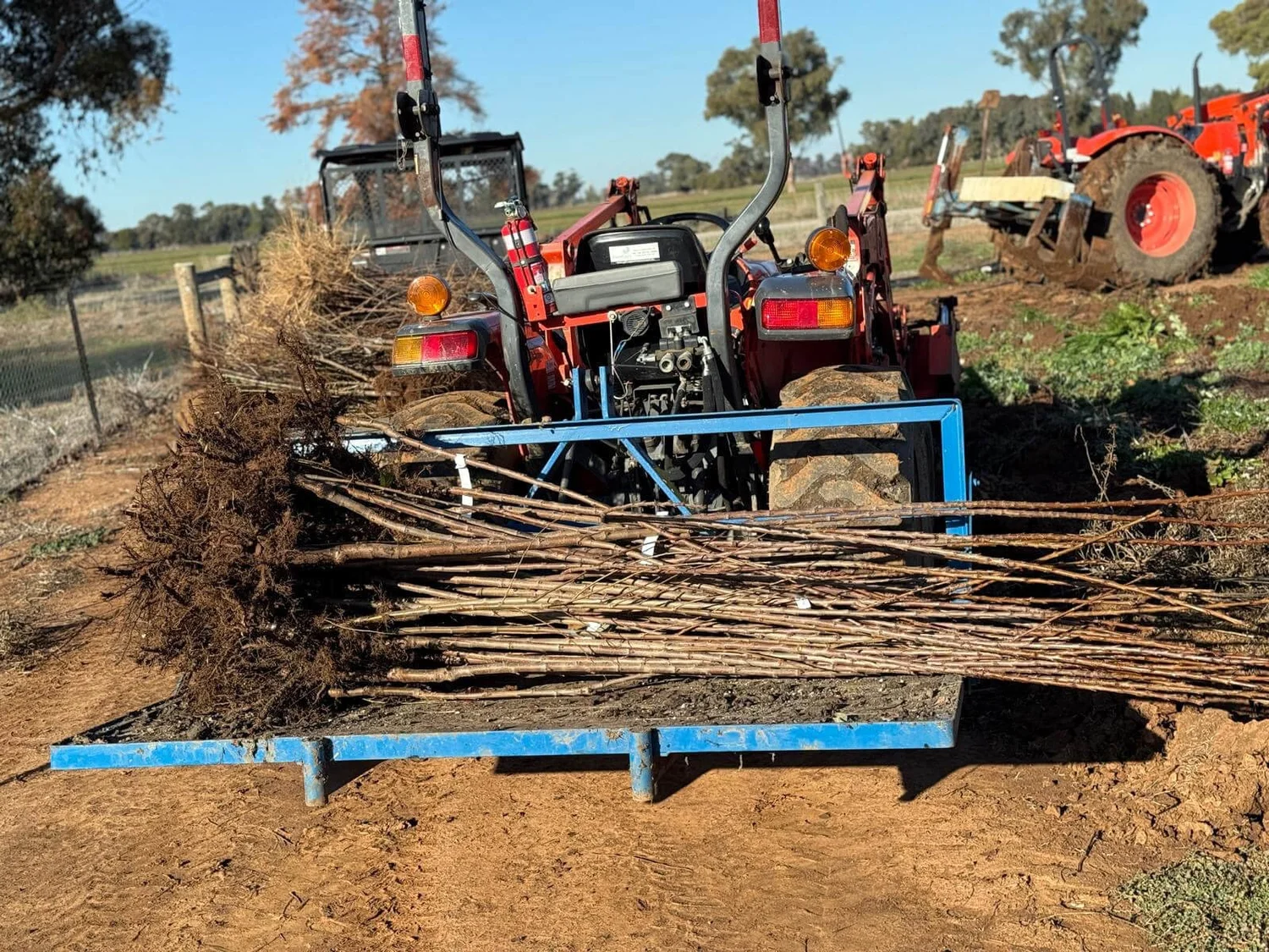 Bare Root Trees for Winter Planting | Arboretum Farm — Arboretum Farm ...