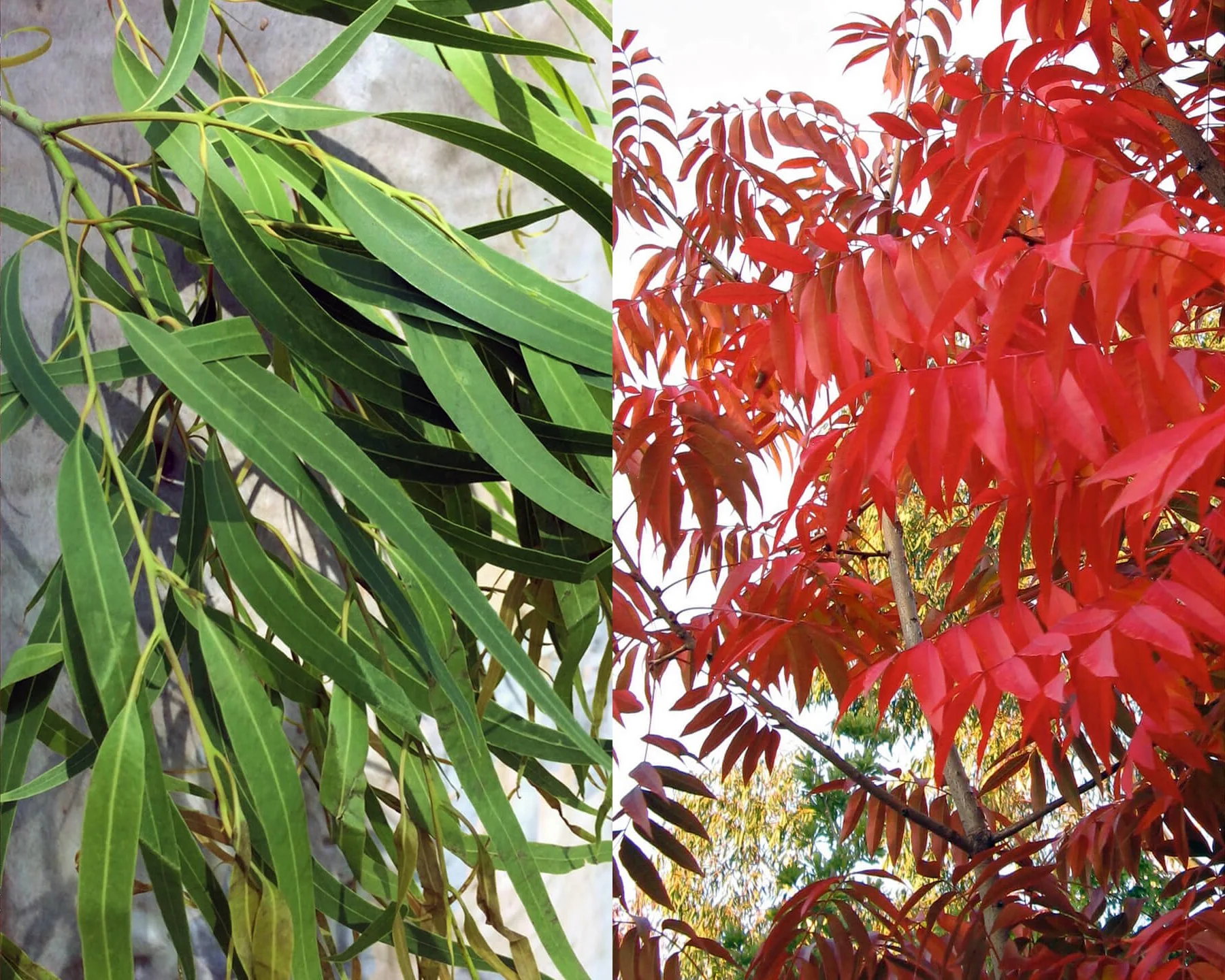 Corymbia and Pistacia: Which tree suits your urban space?
