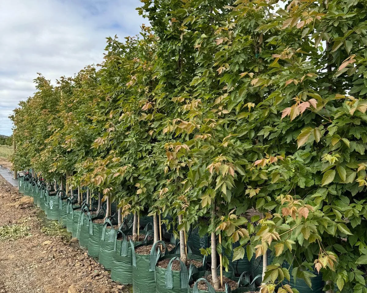 Acer negundo ‘Sensation’: A new version of a forgotten urban tree.