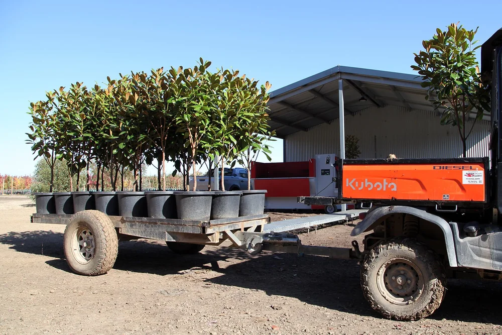 Tree Stock Types. Examples Stocklist | Native, Exotic & Drought-Tolerant Species — Arboretum Farm ...
