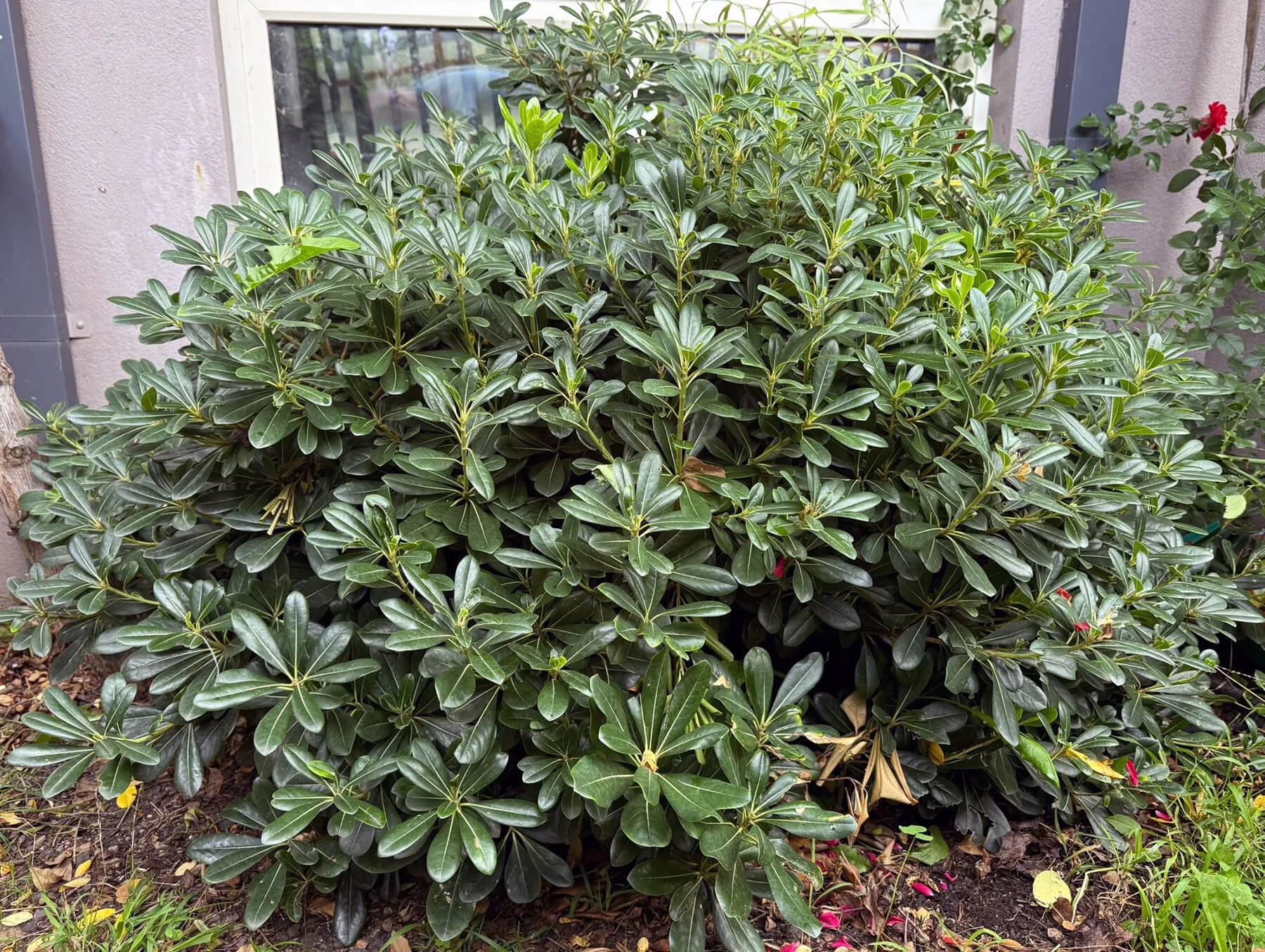 Pittosporum ‘Miss Muffet’: a compact plant for tight urban spaces.