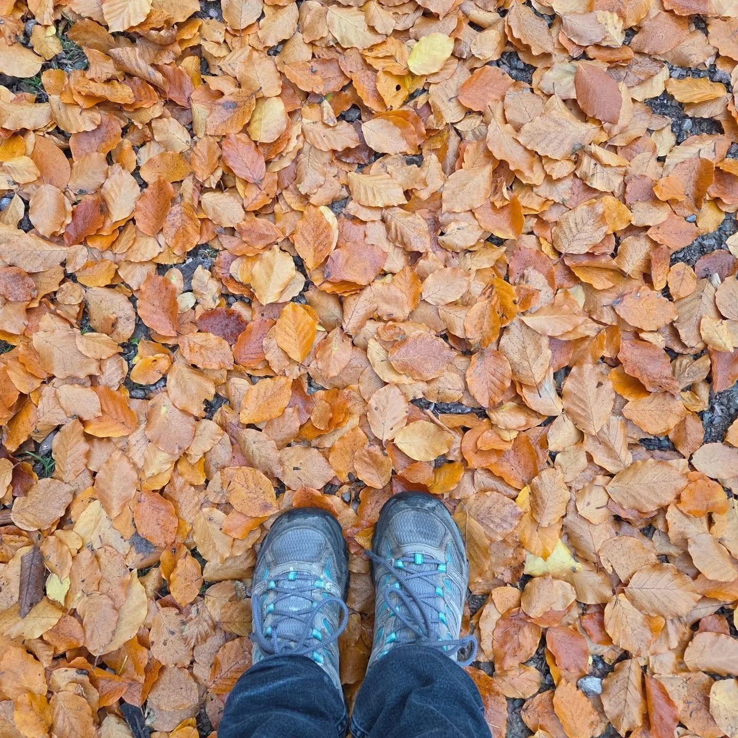 Drops of gold at my feet 😍😍

#autumn