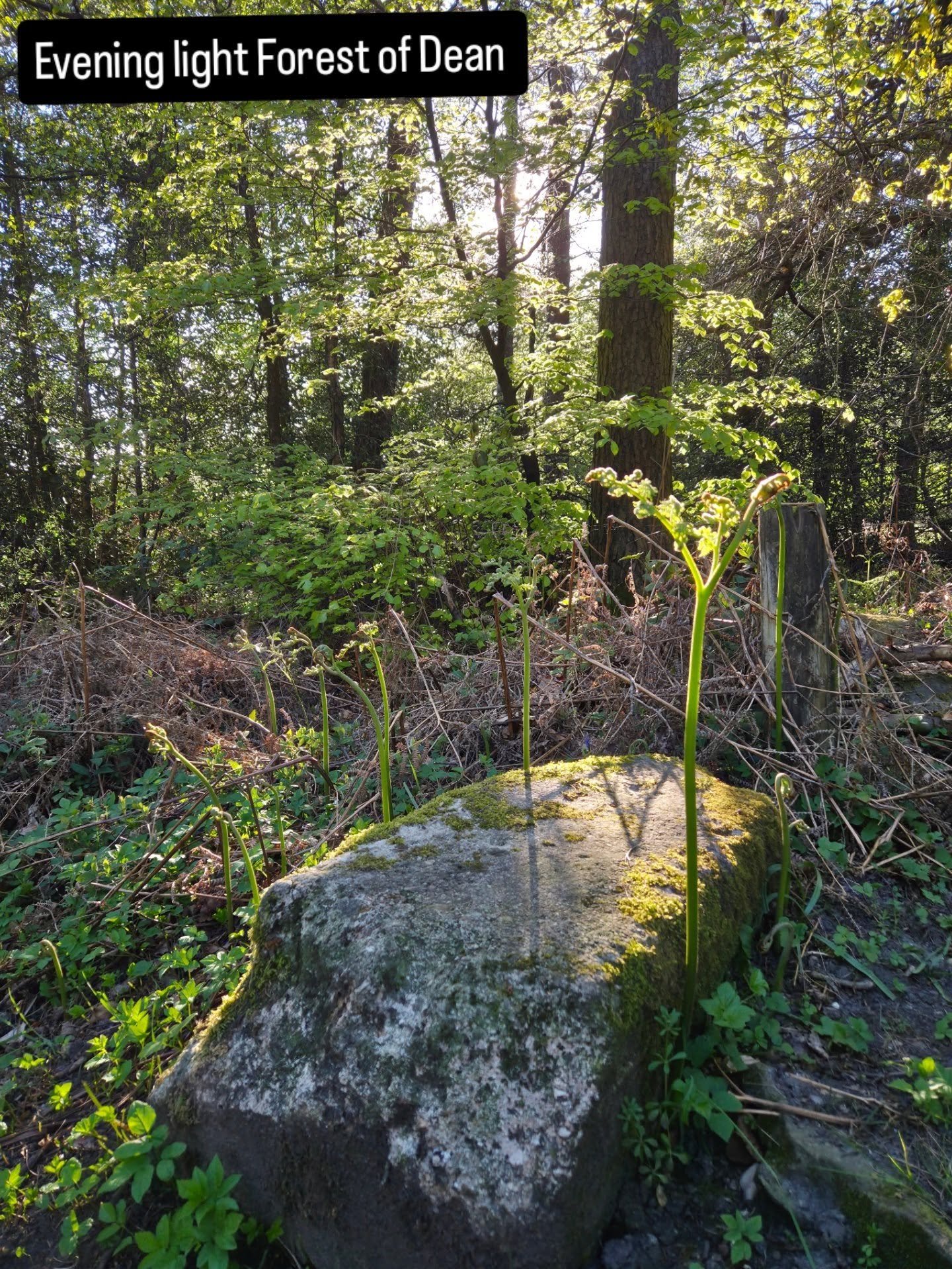 Walks in the forest #forest dweller