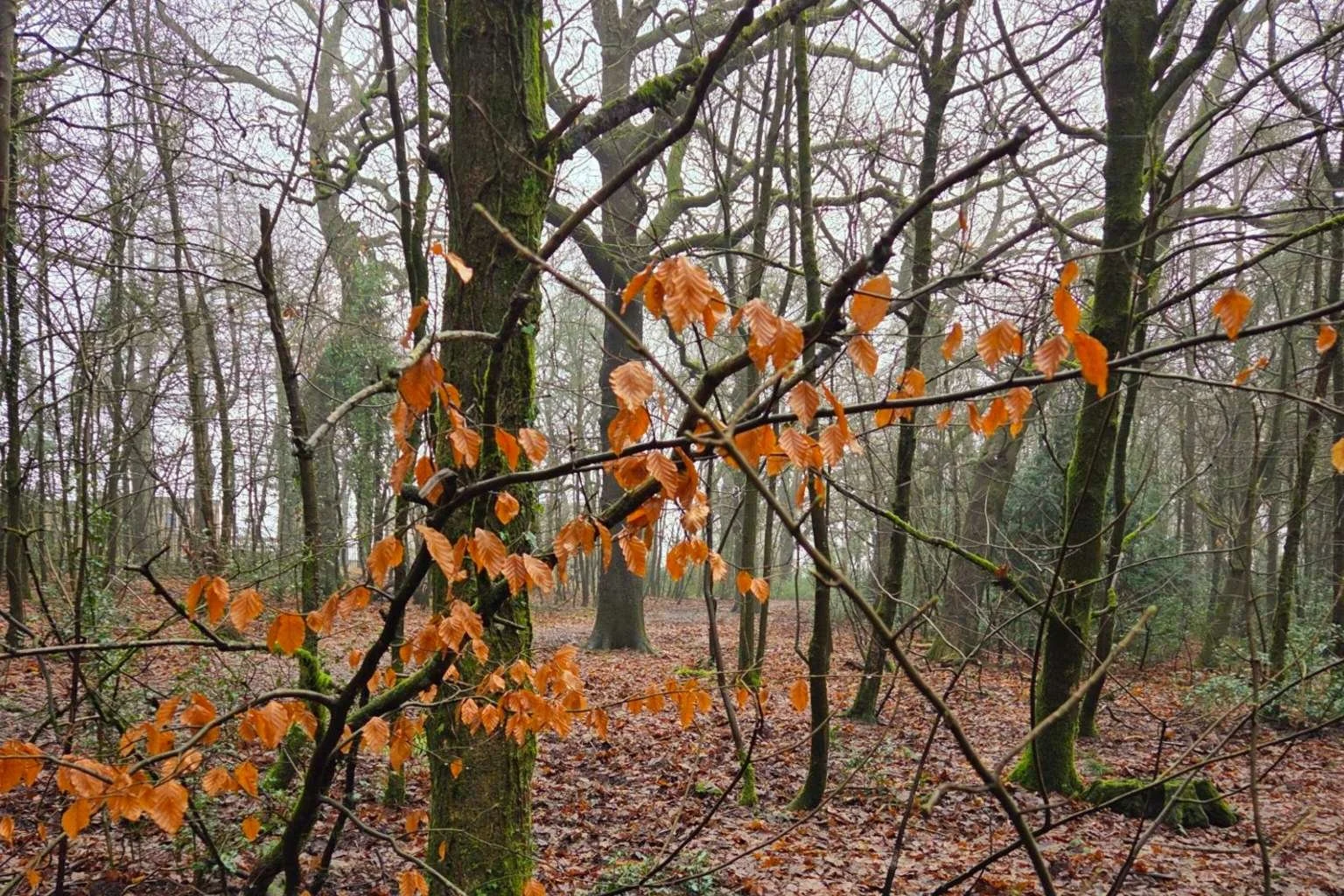 Winter in the Forest of Dean