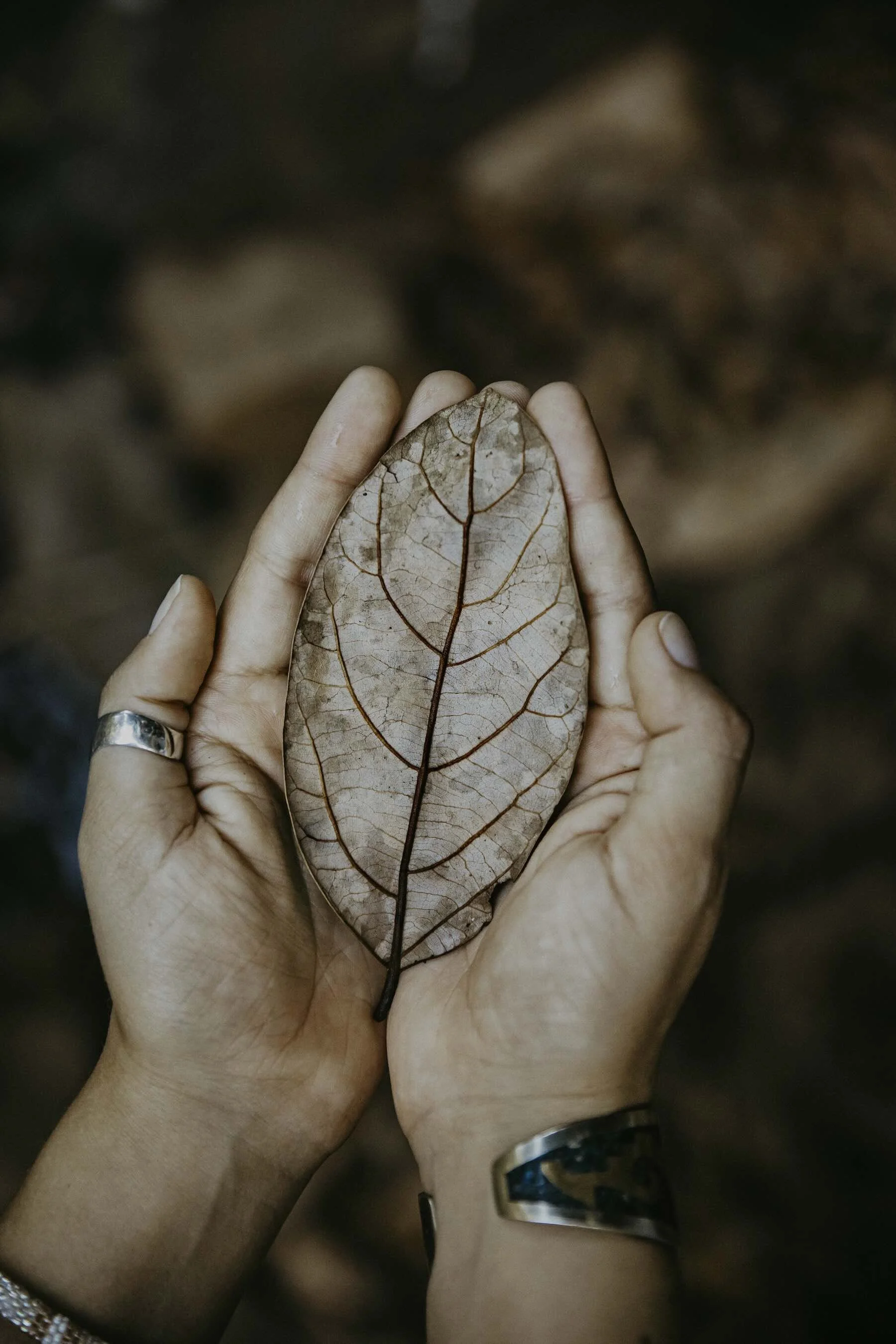 Person holding a dried, leaf with visible veins, on a blurred outdoor background.