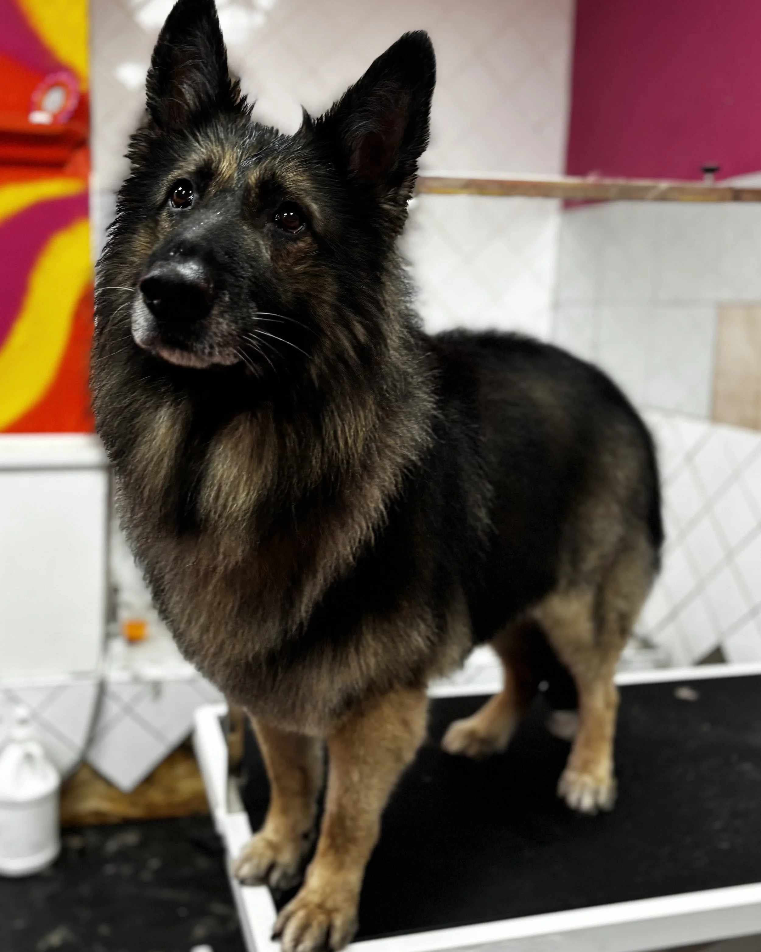 German Shepherd 3.jpg