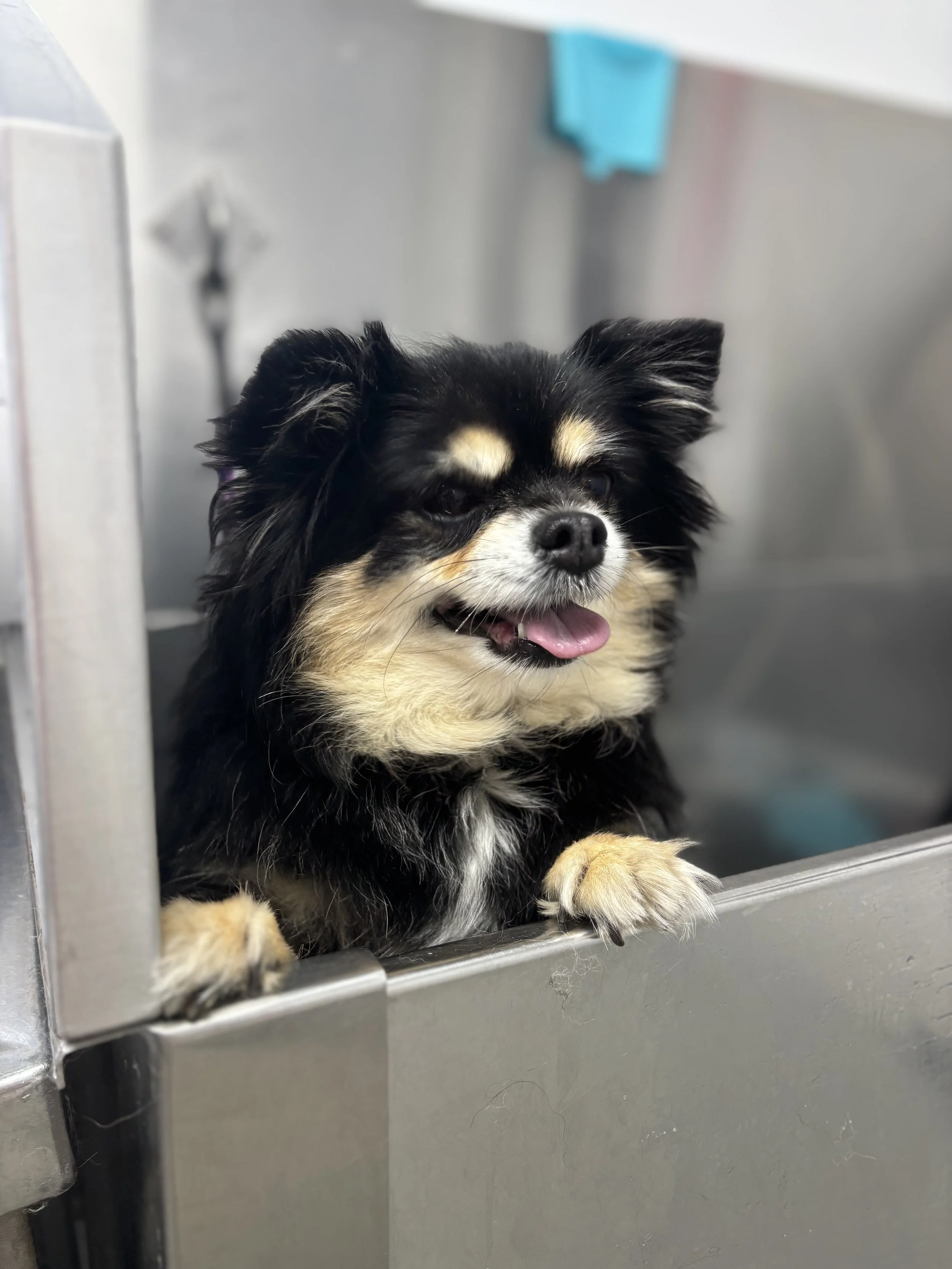 image00004 - Copy.jpeg