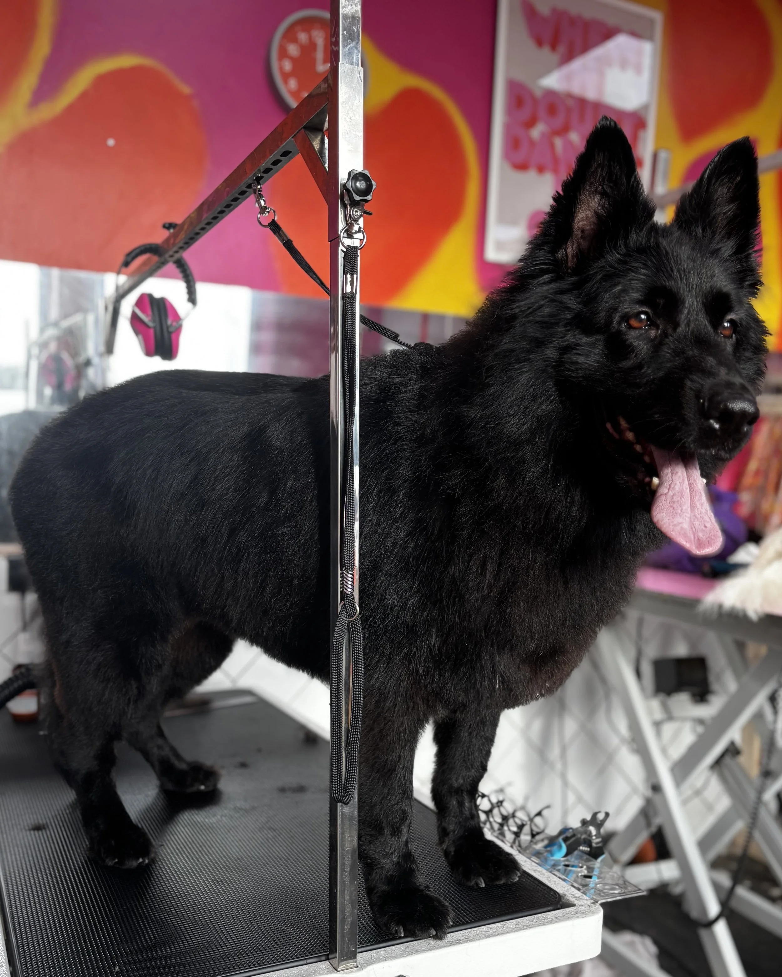 German Shepherd 4.jpg