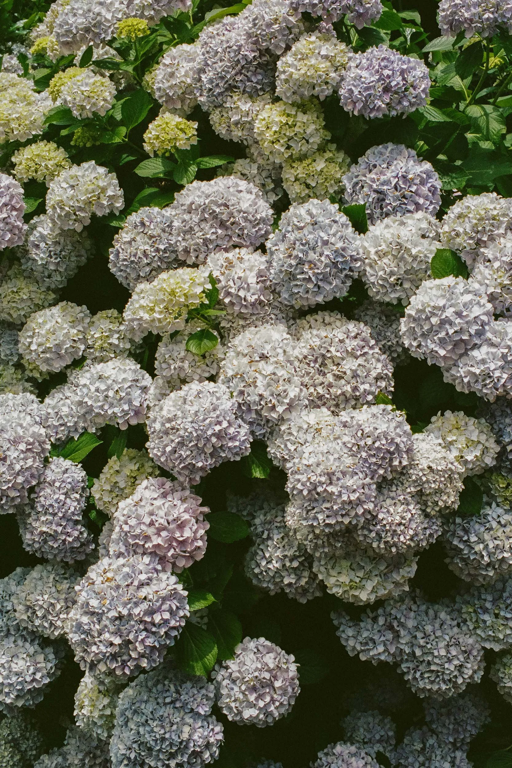 Hortensienblüten in einem italienischen Garten.