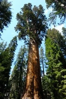 ca - 734 - Petite.jpeg