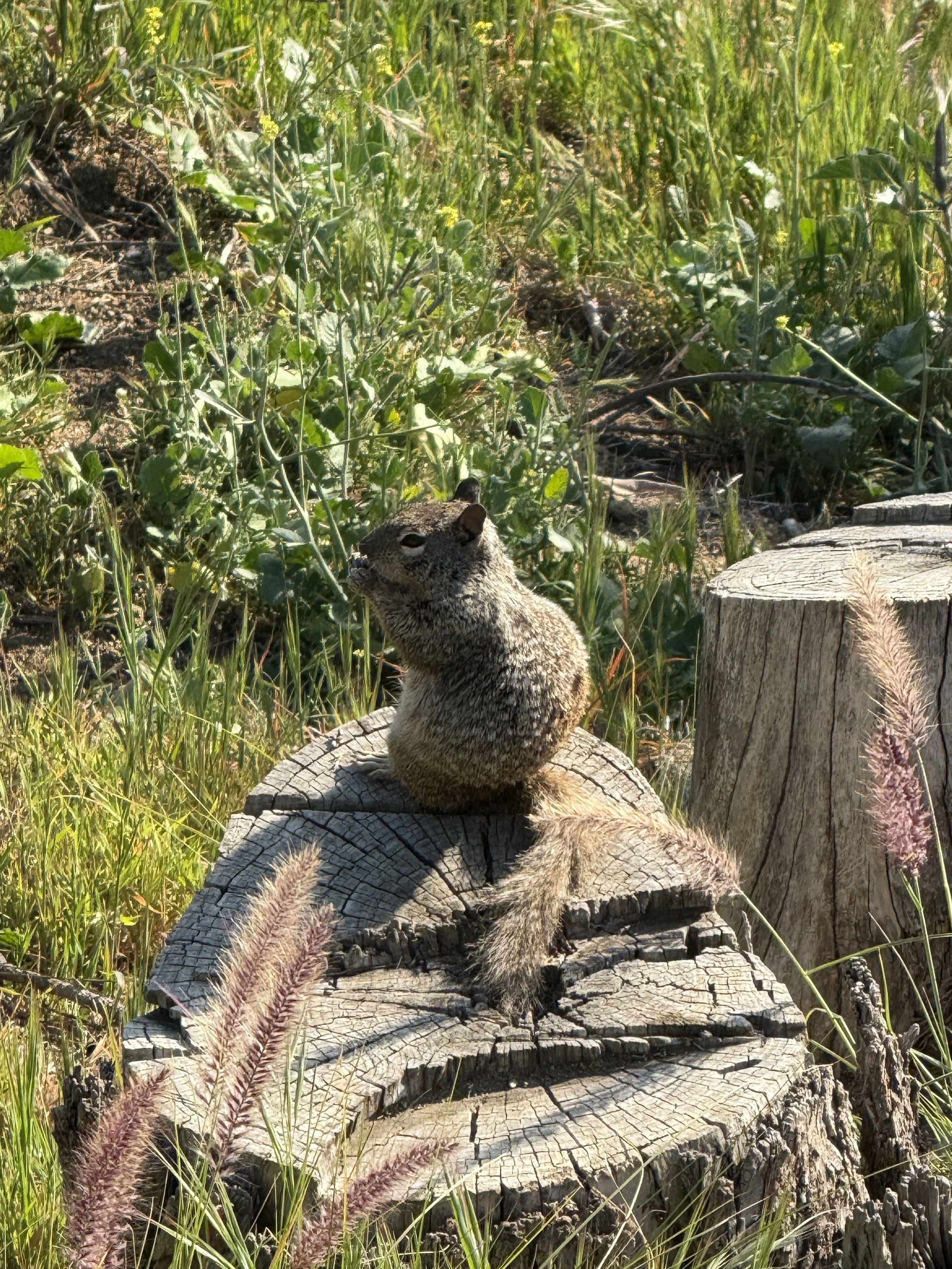 IMG_6731 2.jpeg