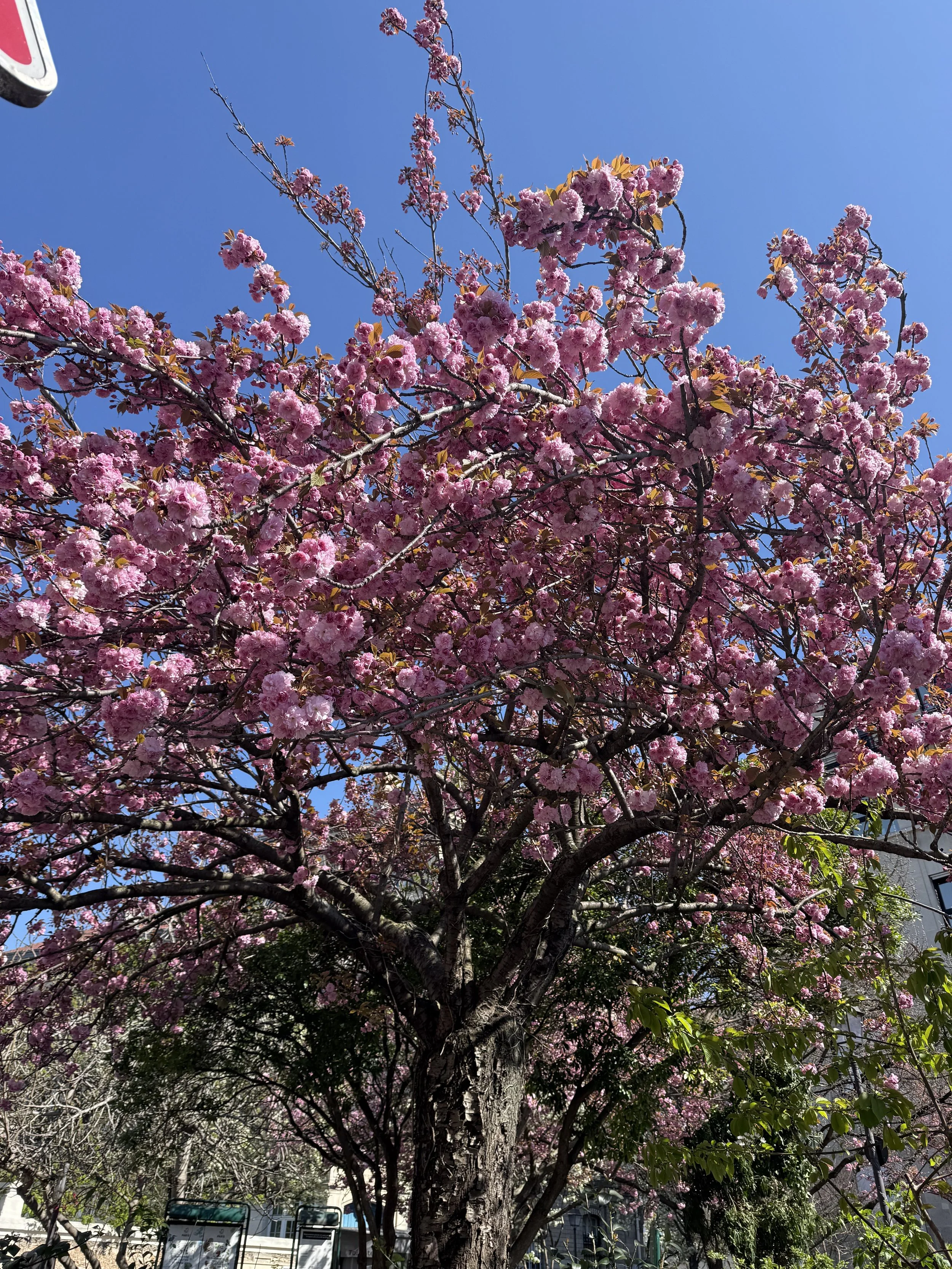 IMG_0904.jpeg
