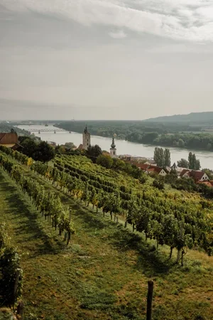 Vineyard+near+Krems+Austria.webp