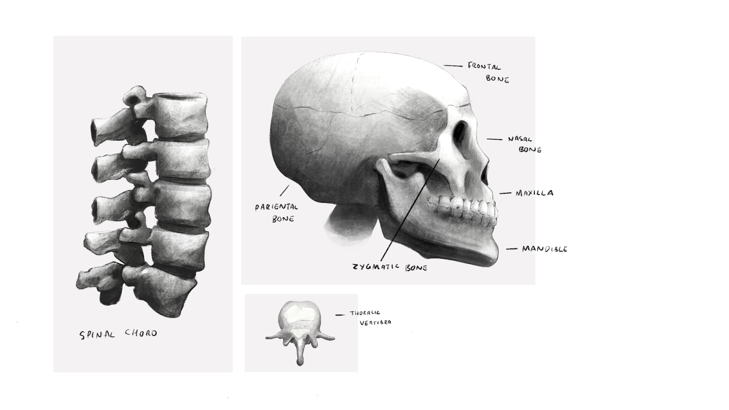 Skull.png