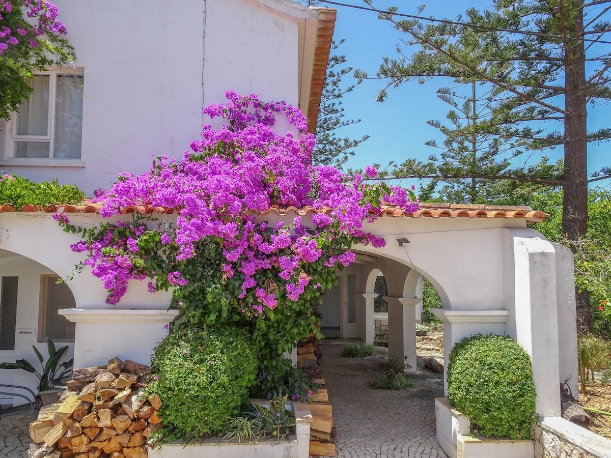 A white house with a terracotta tiled roof, covered in vibrant purple flowering bougainvillea, with surrounding green bushes and tall pine trees under a clear blue sky.