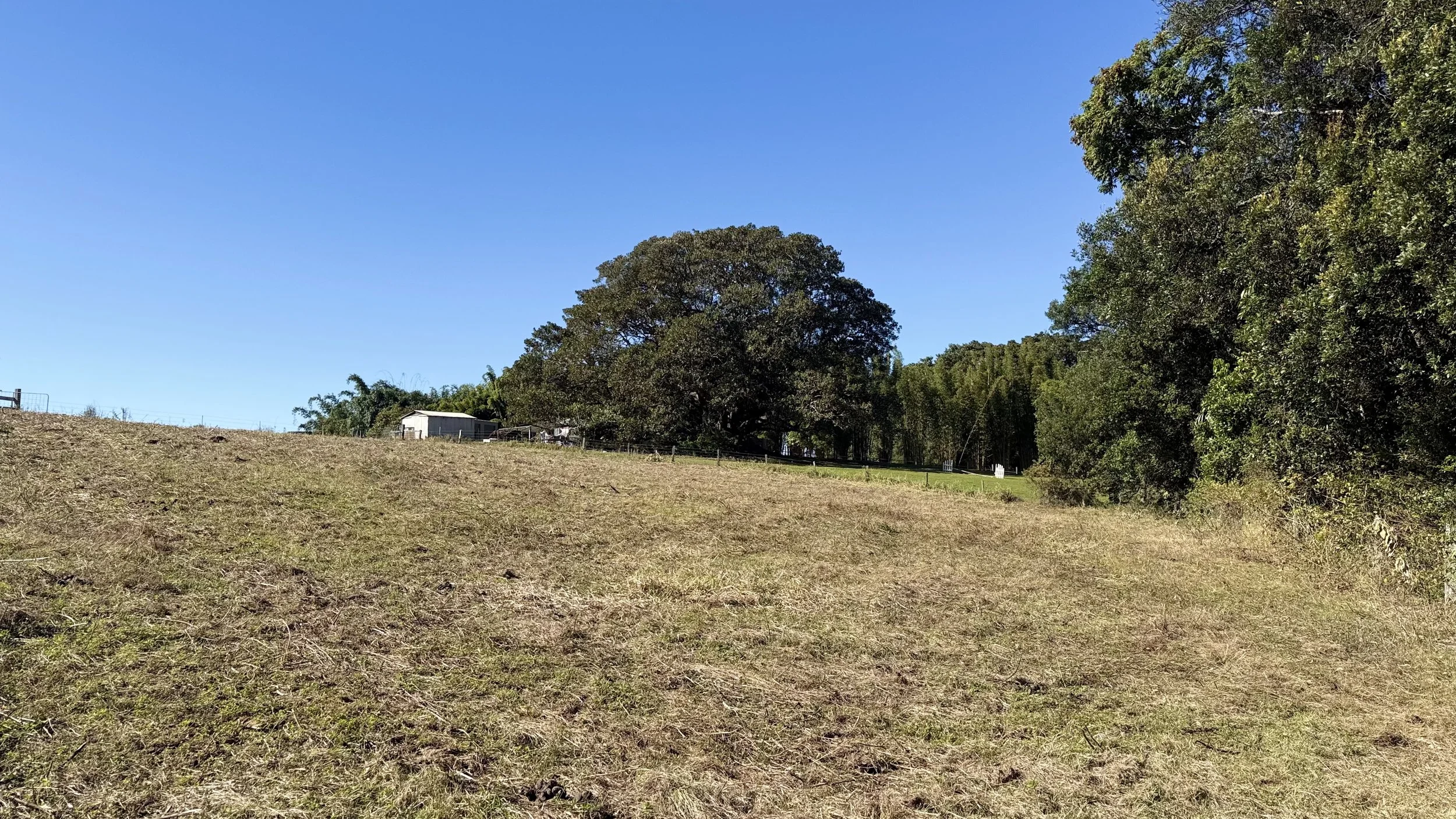 Open field with dry grass, large trees, a small white building, and a clear blue sky on The Saddle Road, Gulgan Village.