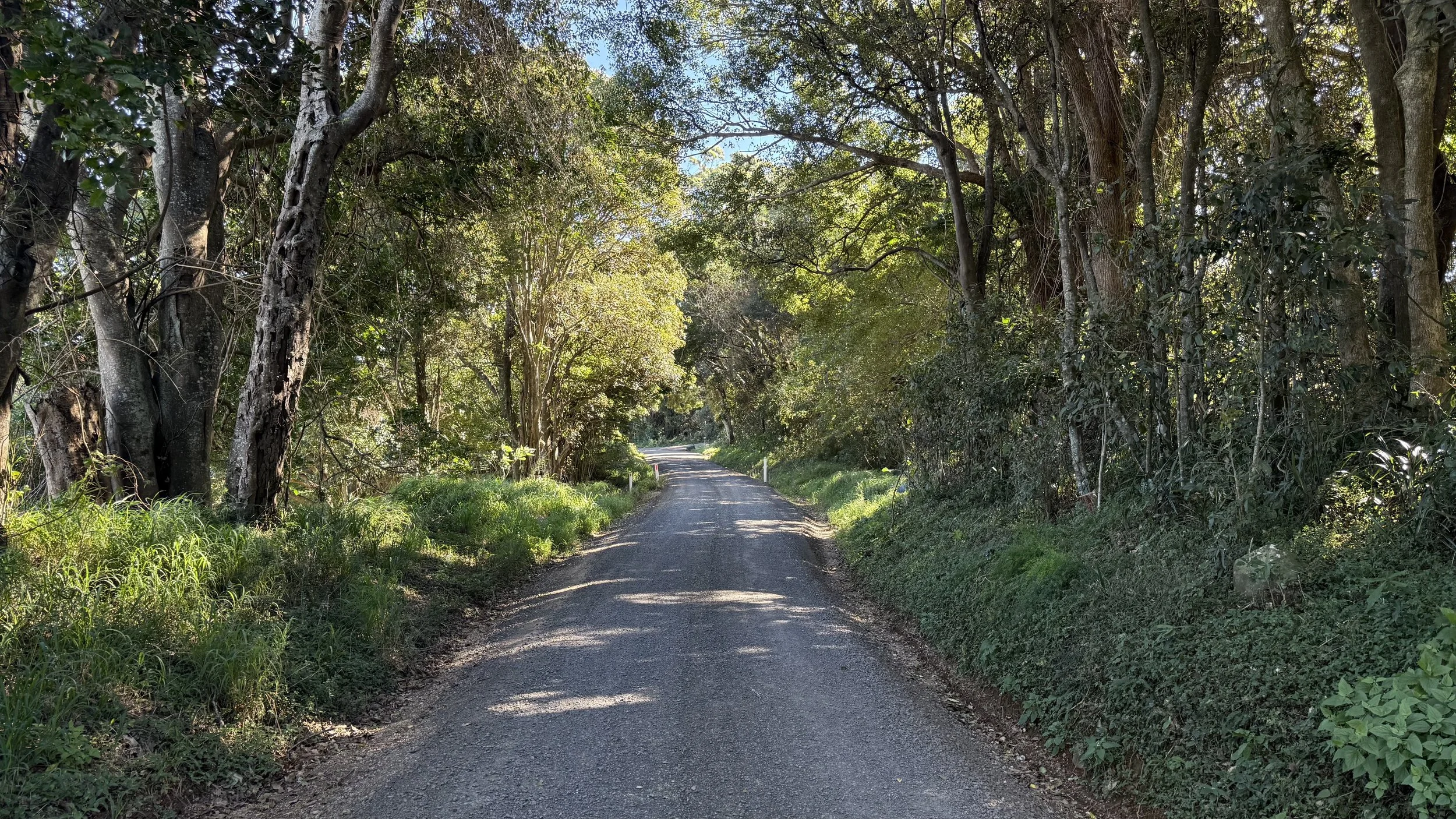 A narrow dirt road winding through a dense, leafy green forest with trees overhanging on both sides and sunlight filtering through the foliage on The Saddle Road, Gulgan Village.