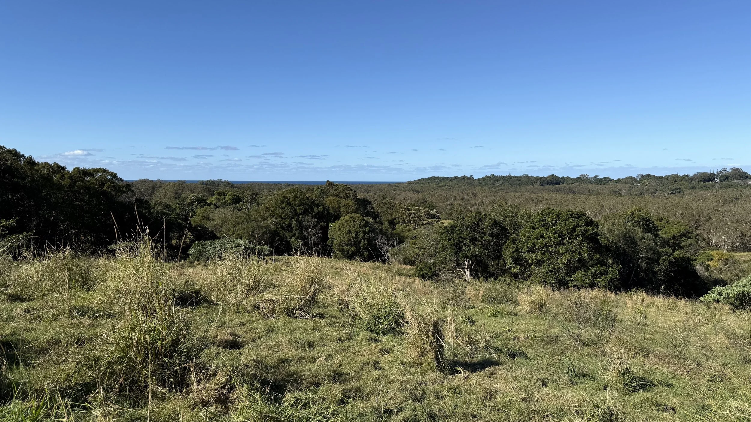 A landscape of lush green trees and grass with a clear blue sky and distant ocean on the horizon on The Saddle Road, Gulgan Village.