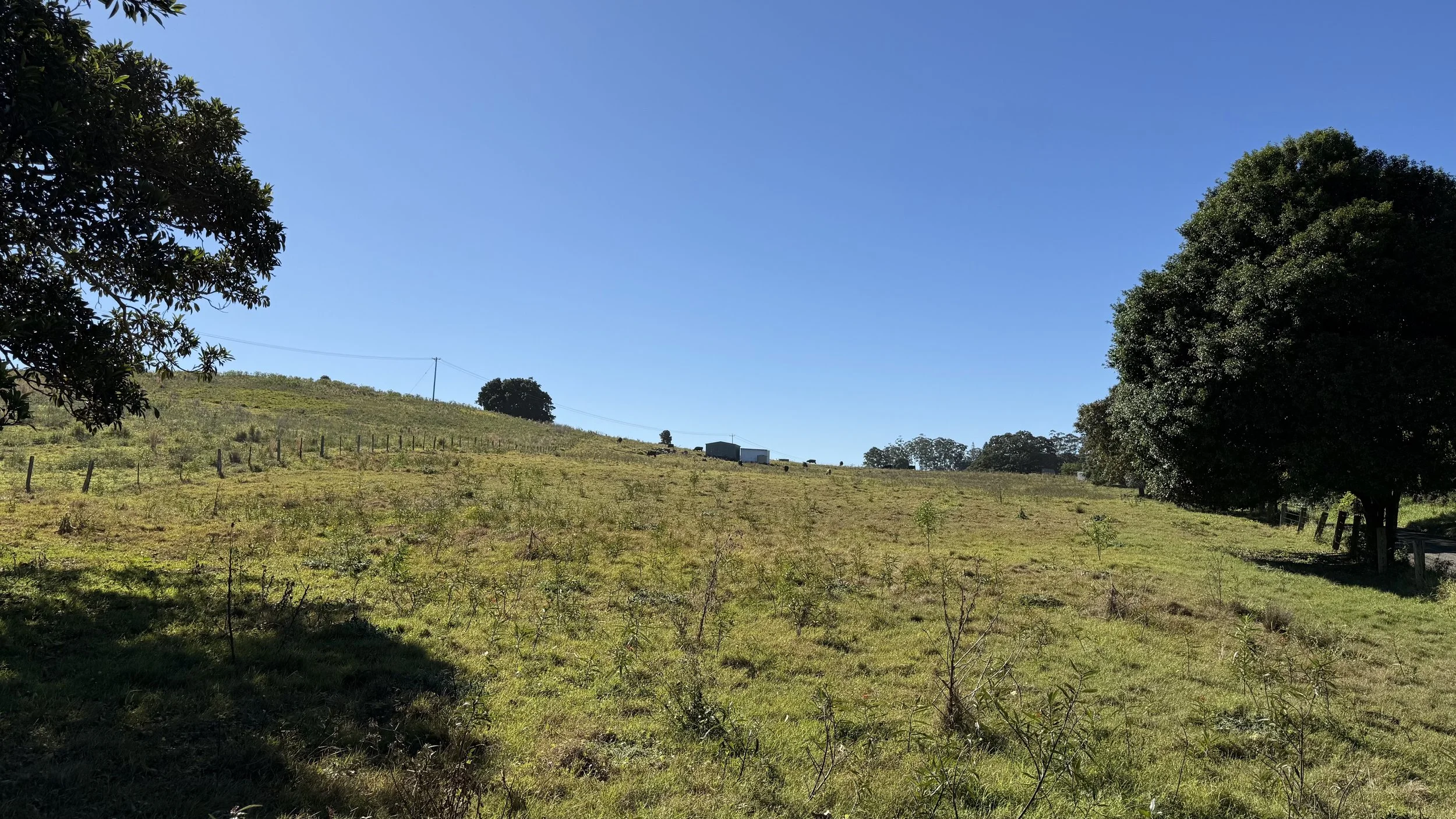 Green grassy field with trees on either side under a clear blue sky on The Saddle Road, Gulgan Village.