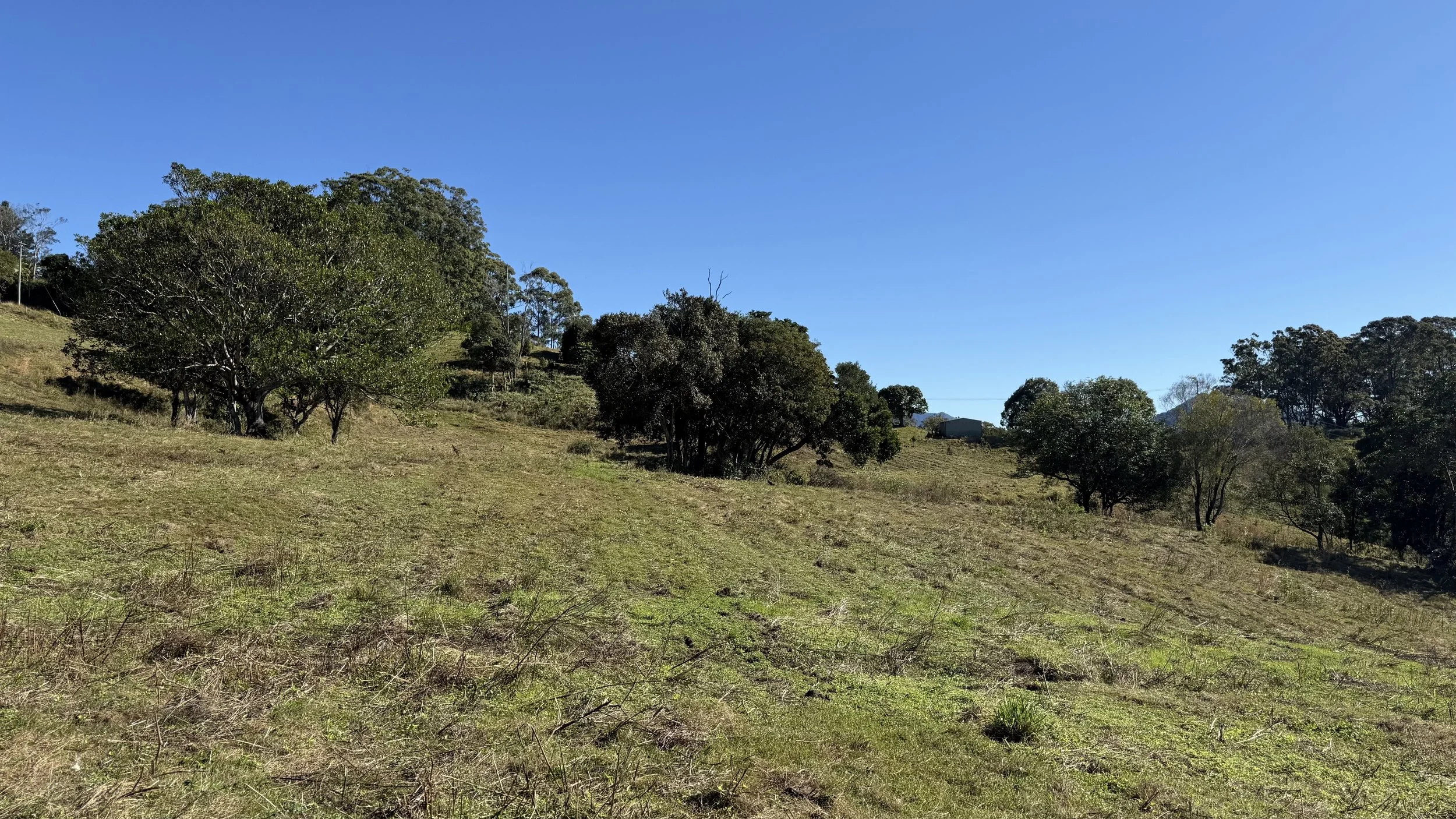 A grassy hillside with trees and a small building in the distance under a clear blue sky on The Saddle Road, Gulgan Village.