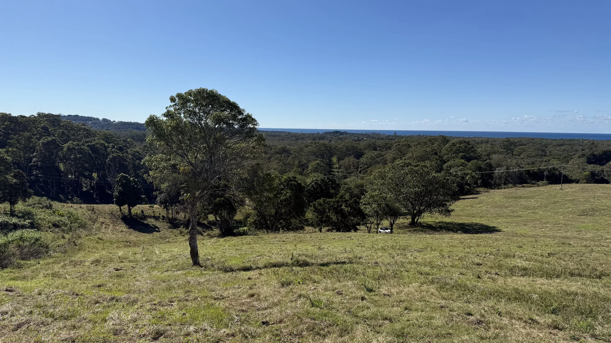 Landscape of grassy field with scattered trees, dense forest in the background, and blue sky with a few clouds on The Saddle Road, Gulgan Village.
