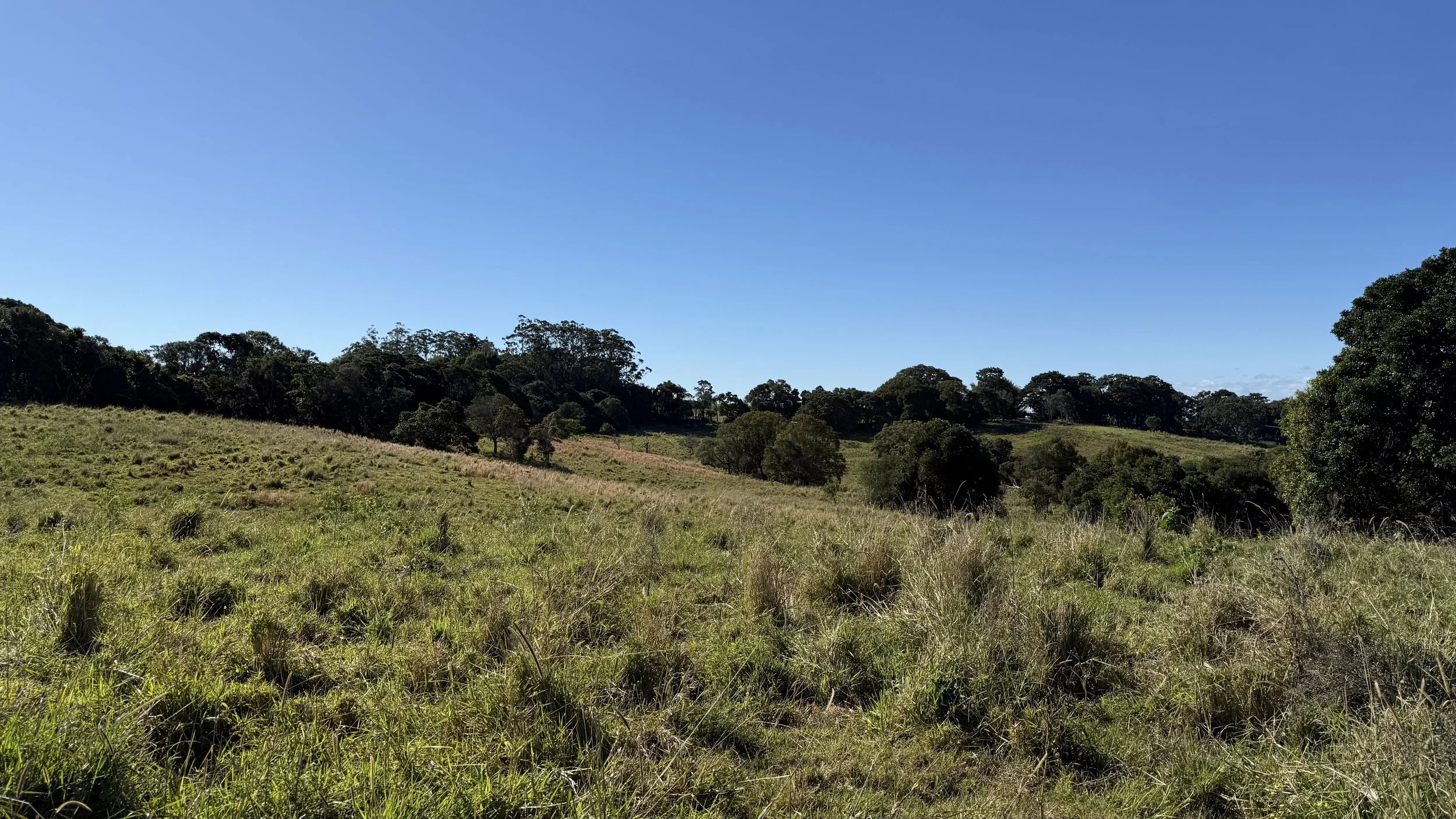 A scenic landscape of rolling grassy fields and scattered trees under a clear blue sky on The Saddle Road, Gulgan Village.