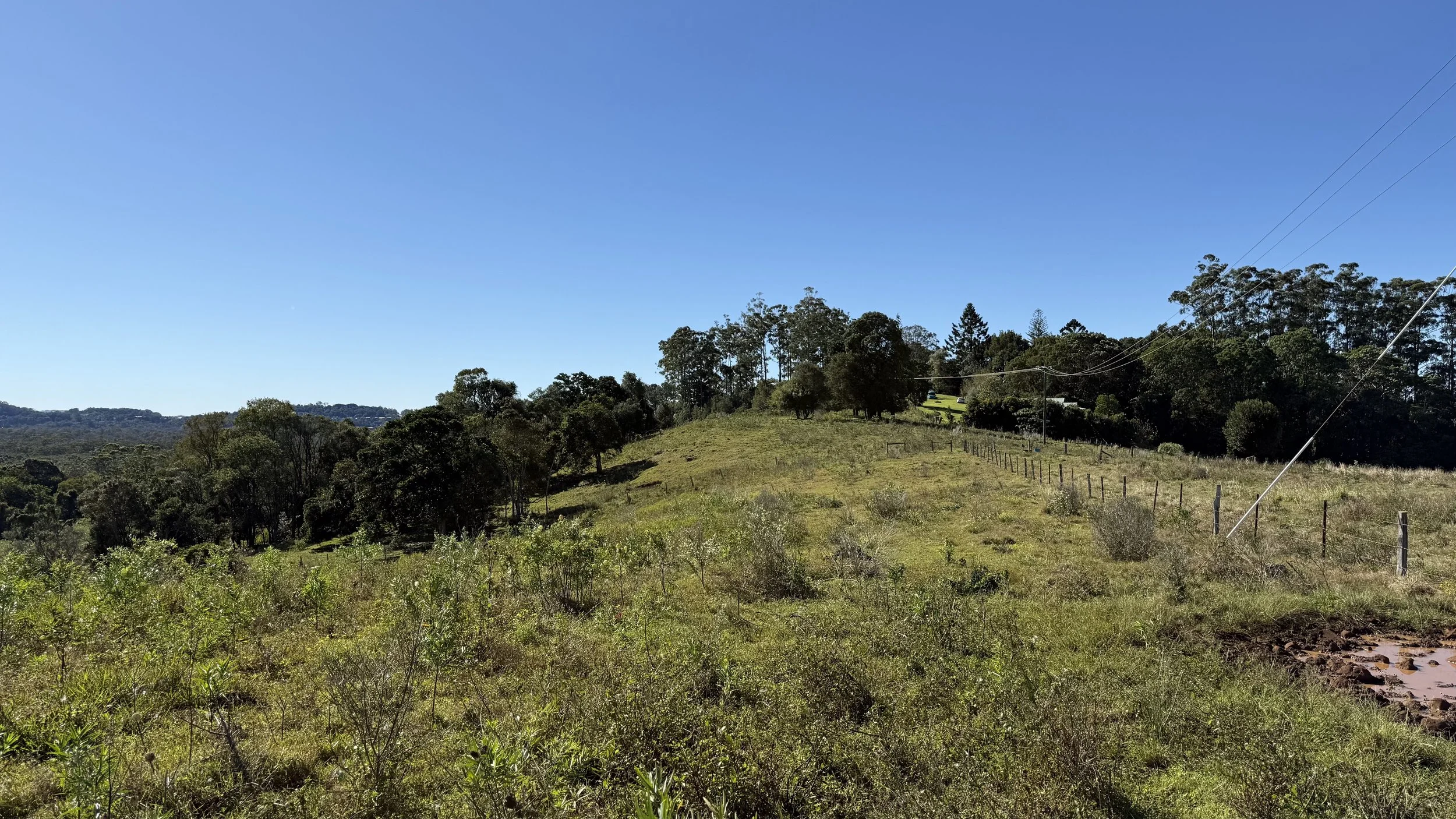 A grassy hillside with bushes and trees, clear blue sky, and power lines running through the image on The Saddle Road, Gulgan Village.