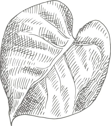 Line art drawing of a large leaf with prominent veins and detailed textures.
