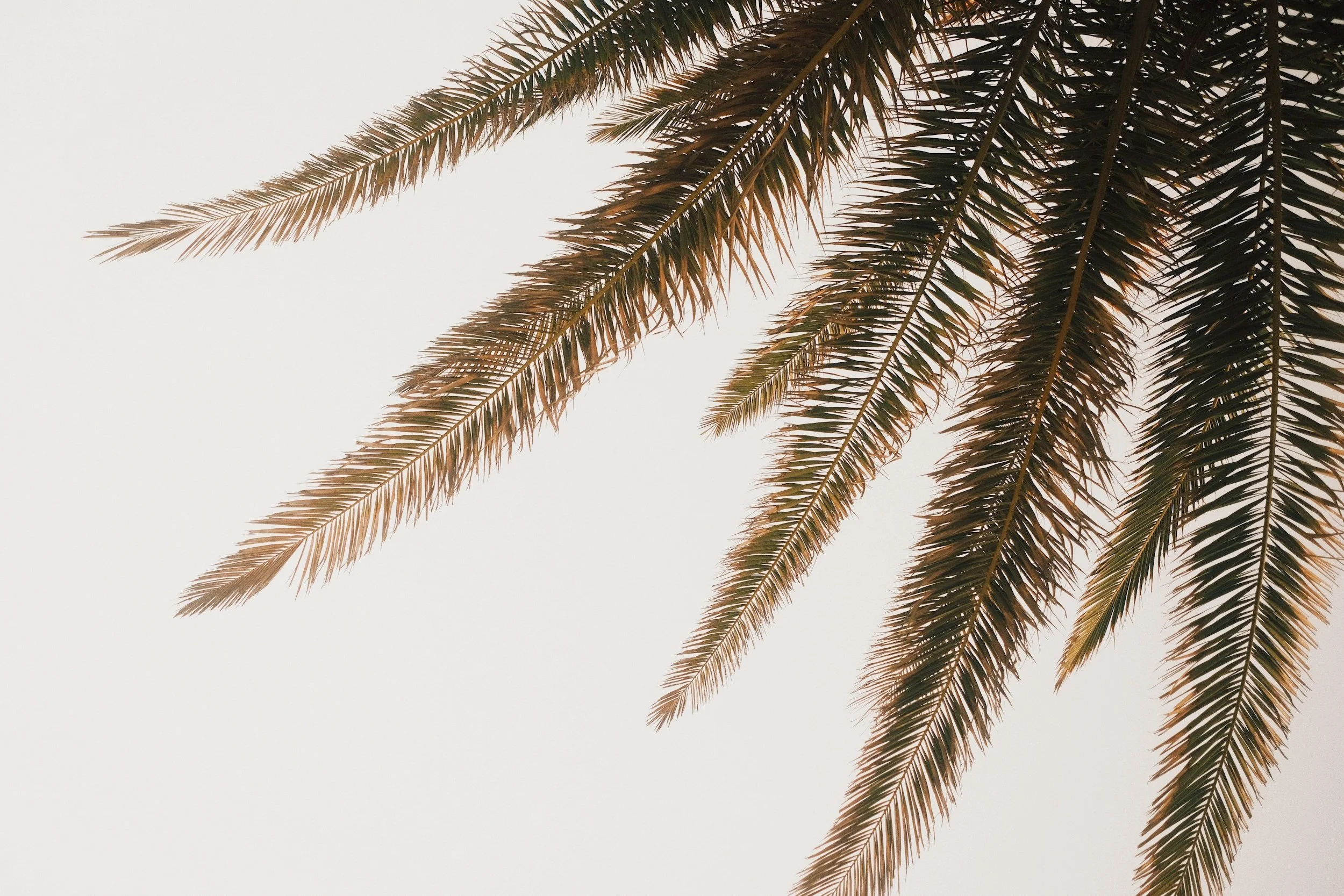 A close-up of a palm tree frond against a light sky.
