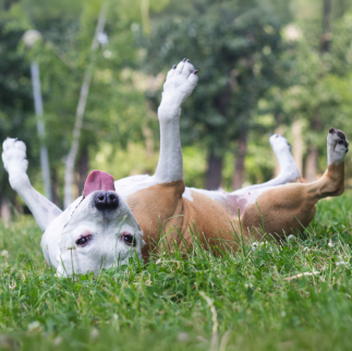 Animalul Tău Se Scarpină Des? Sfaturi de Sezon pentru Alergiile la Animale 🐶🌼