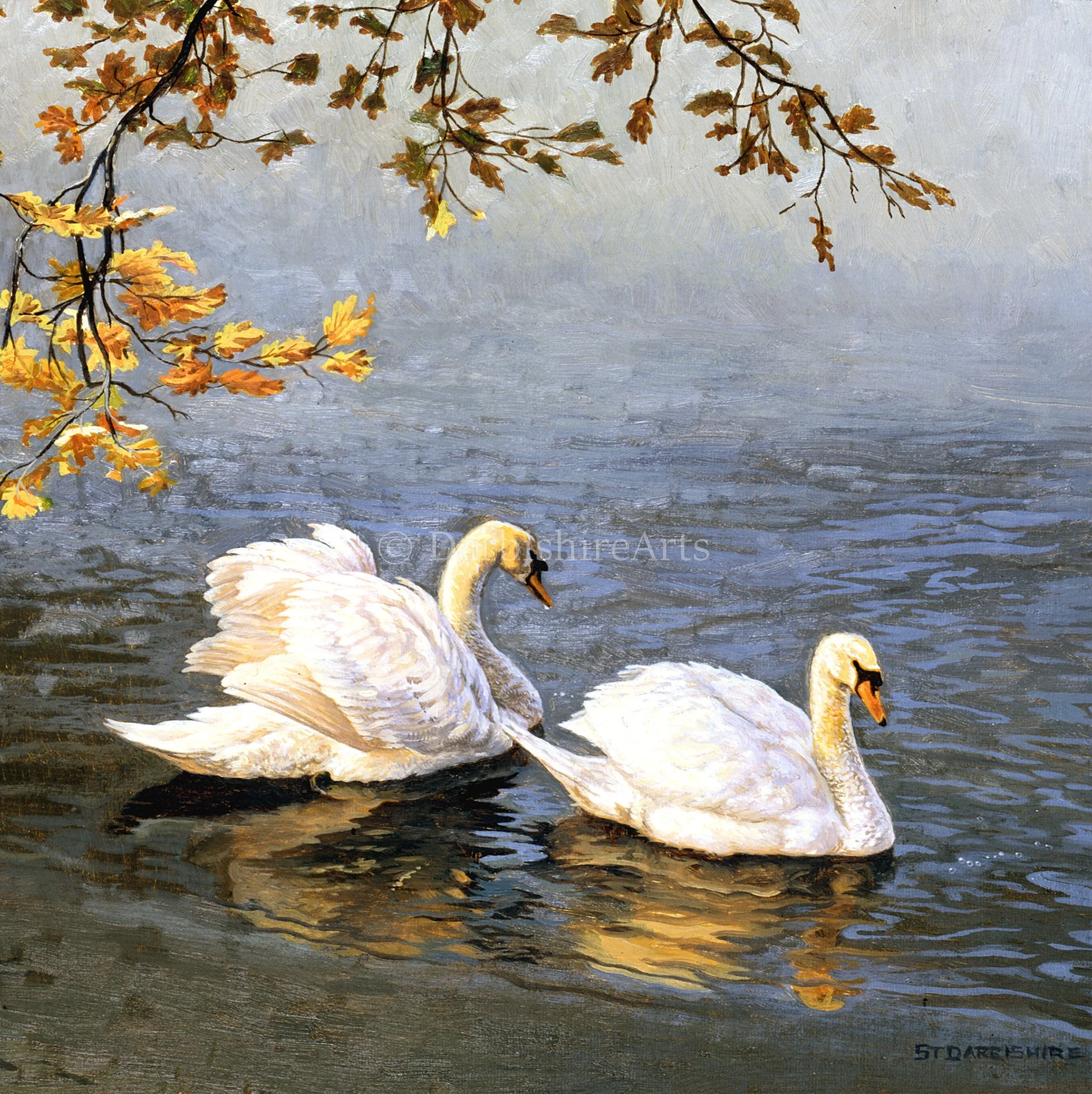 Swans1.jpg