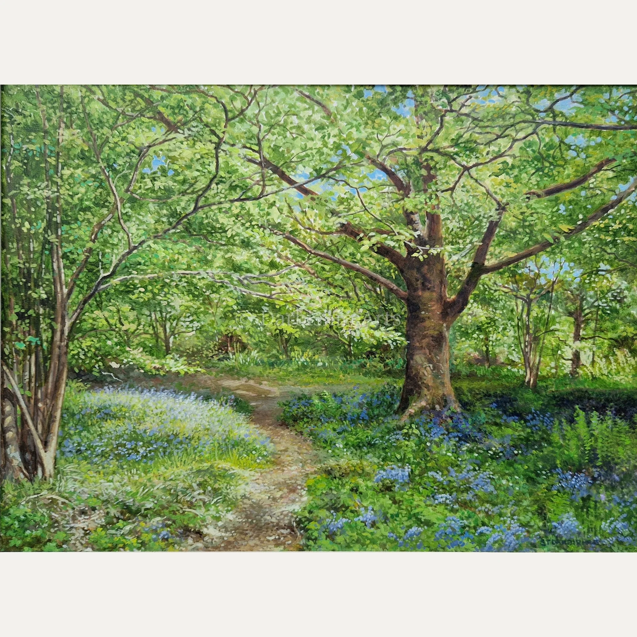 walk through bluebells.JPG