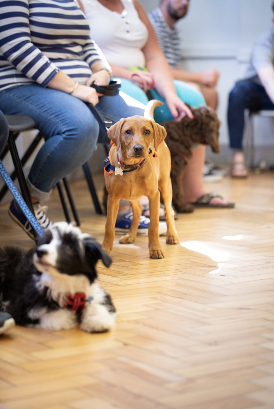 Dogs and people sitting on chairs in an indoor setting, with a brown dog in the forefront and people with dogs in the background.