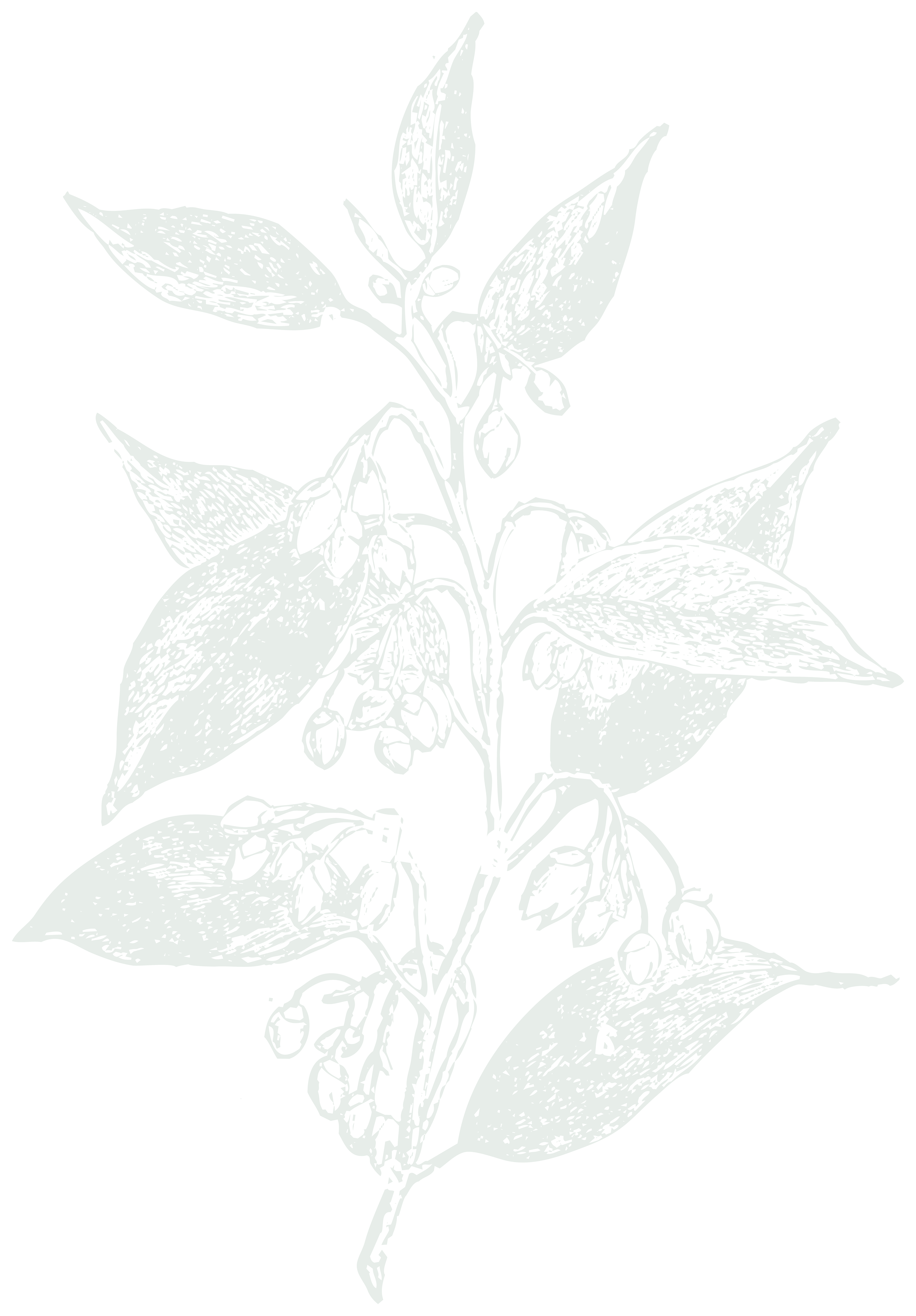 Illustratie van een plant met bladeren en kleine bloemen.