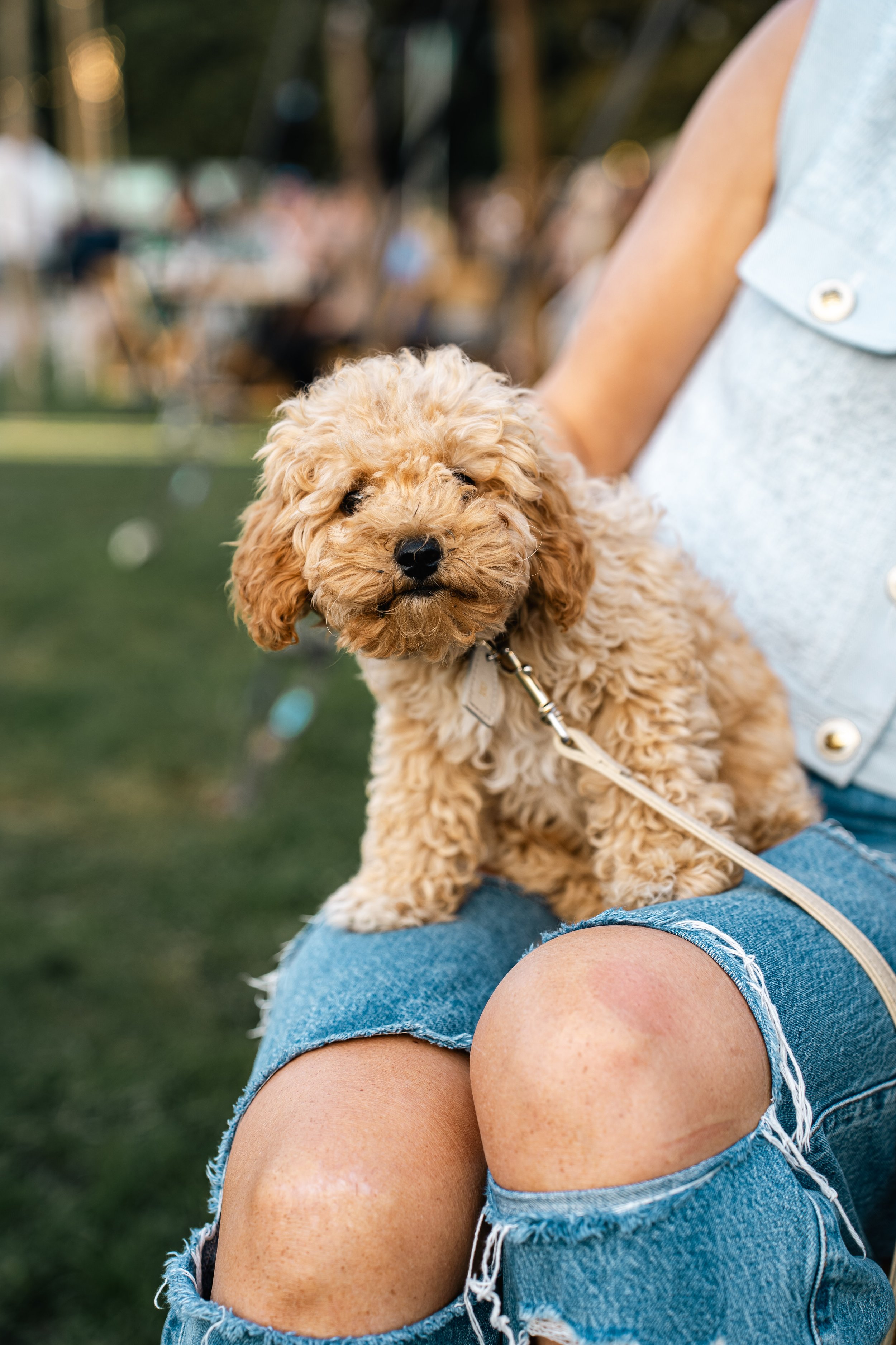 Een persoon met een kort pantalon en een lichte blouse, die op schoot zit met een klein, gekrullend blond hondje.