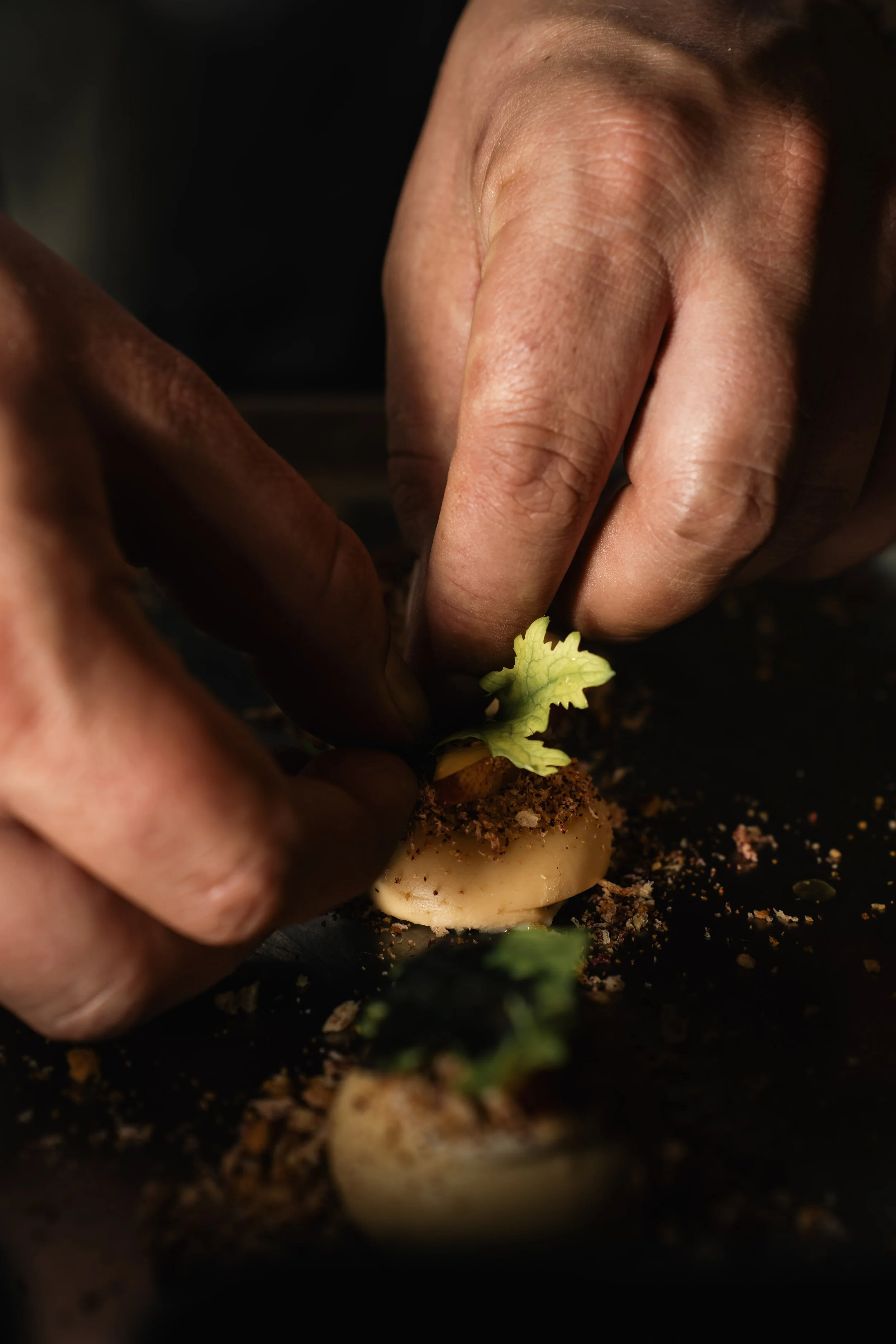 Nauwkeurige close-up van handen die een jonge plant planten in de aarde, met enige aarde en een knol onder de plant.