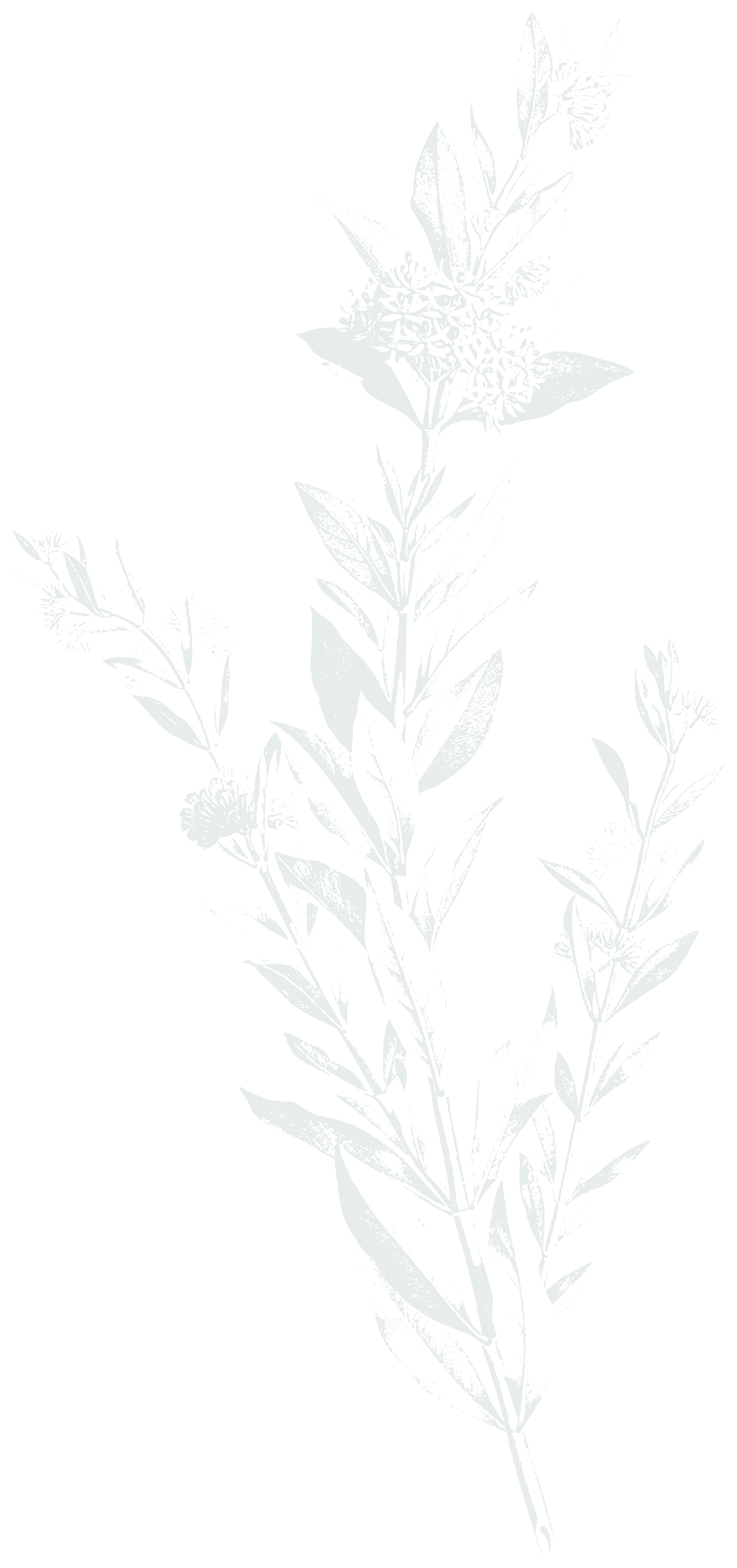 Illustratie van een groene plant met meerdere bladeren en bloemen, getekend in een lijntekeningstijl.