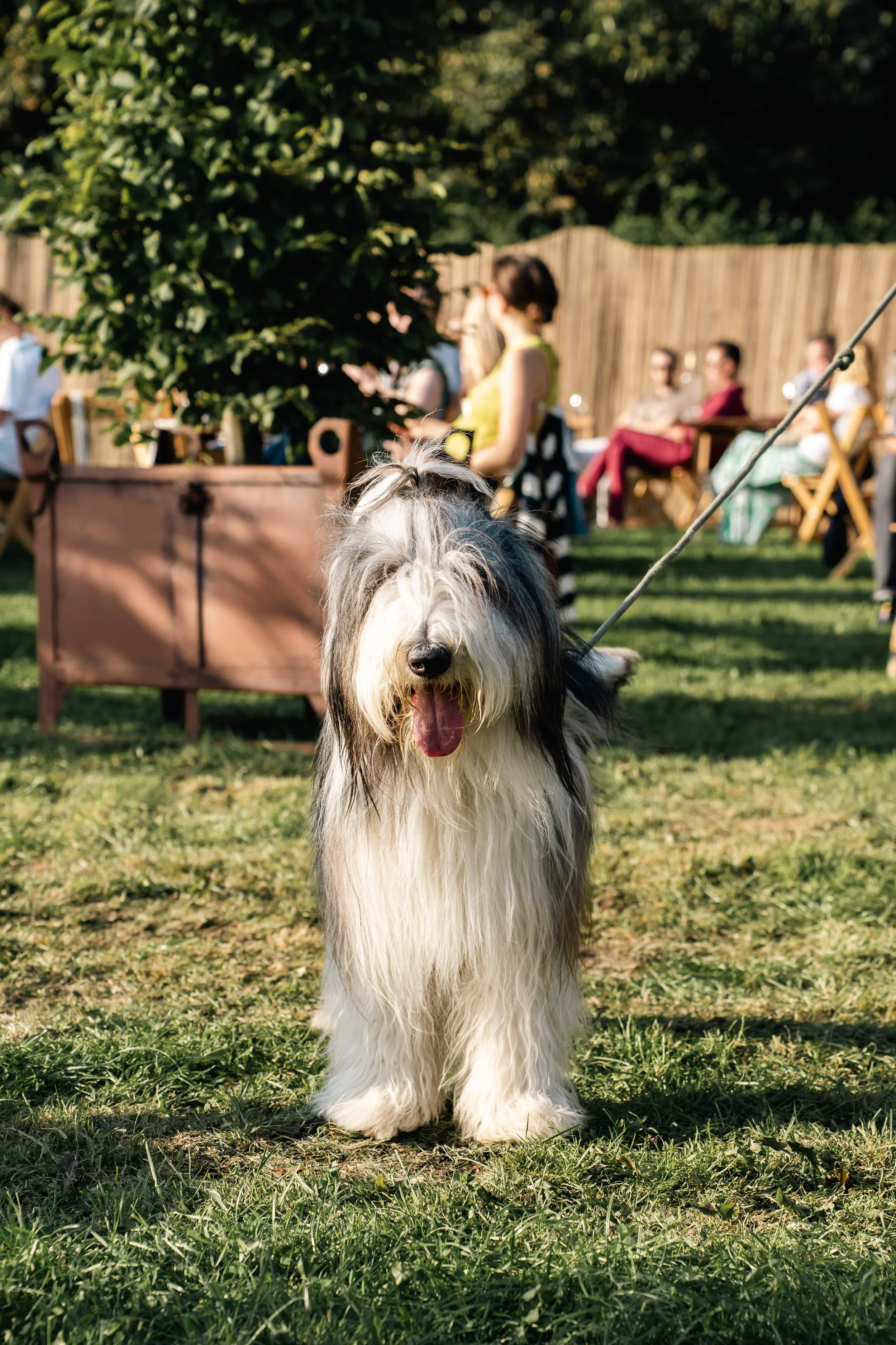 Een fluffy, zwart-wit hond met zijn tong uit in een grasveld, met mensen op de achtergrond op een terras onder de zon.