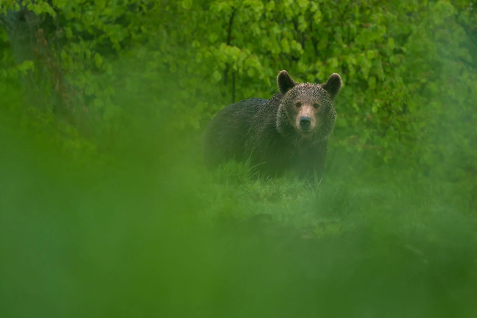 Wildlife watching2.jpg