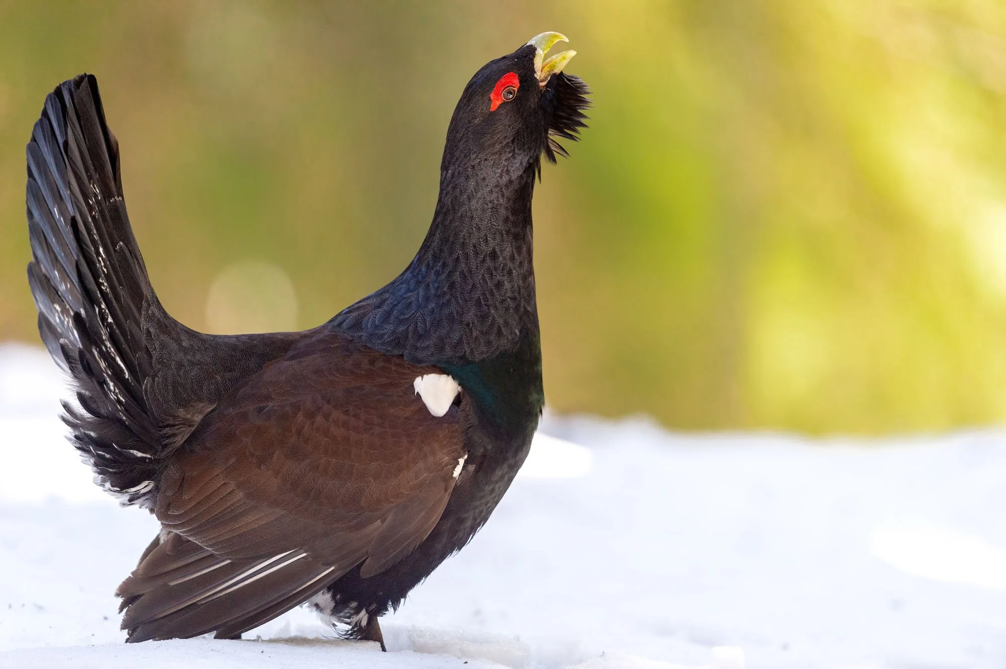 Cocos de munte_EML_3449_credit Emil Ionescu.jpg