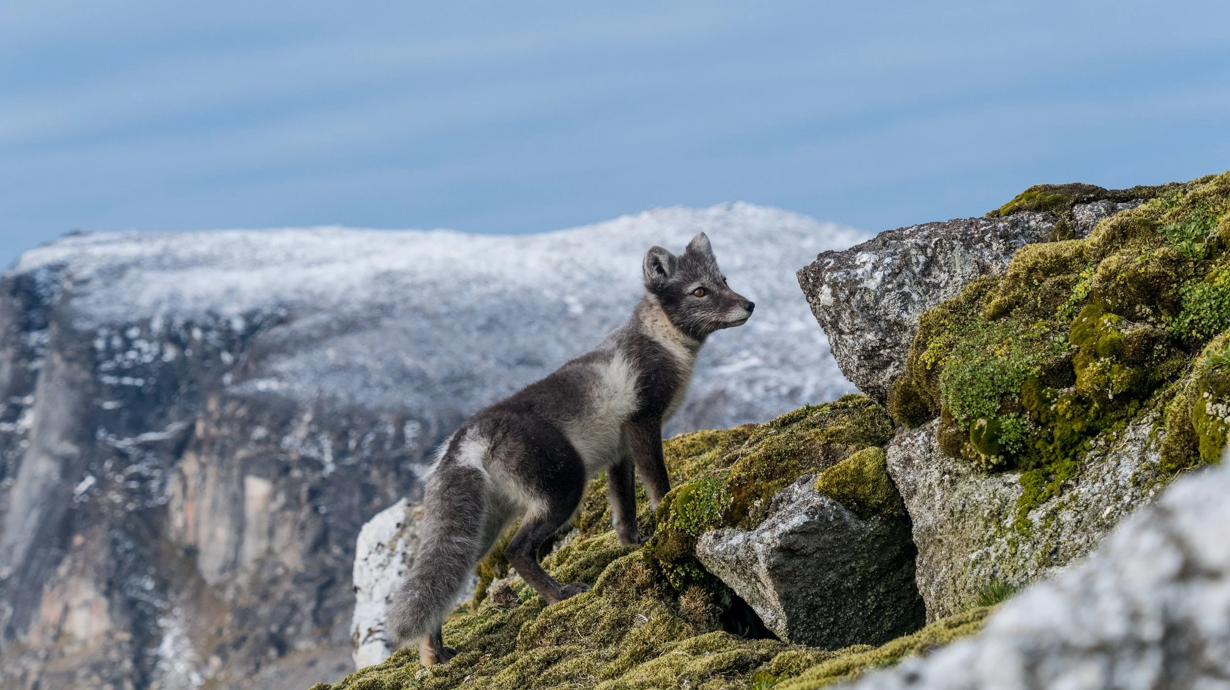 ©-Spitzbergen Reisen - Polarfuchs2.jpg