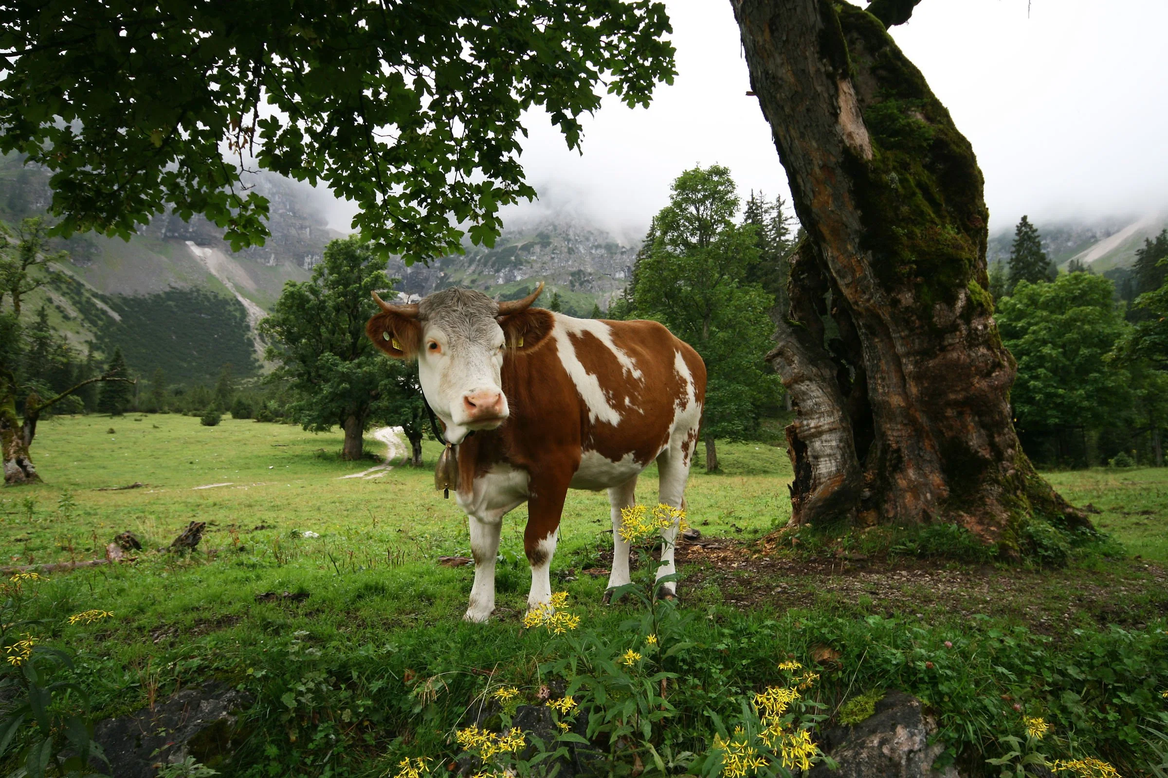 090708_Alpen 292.jpg