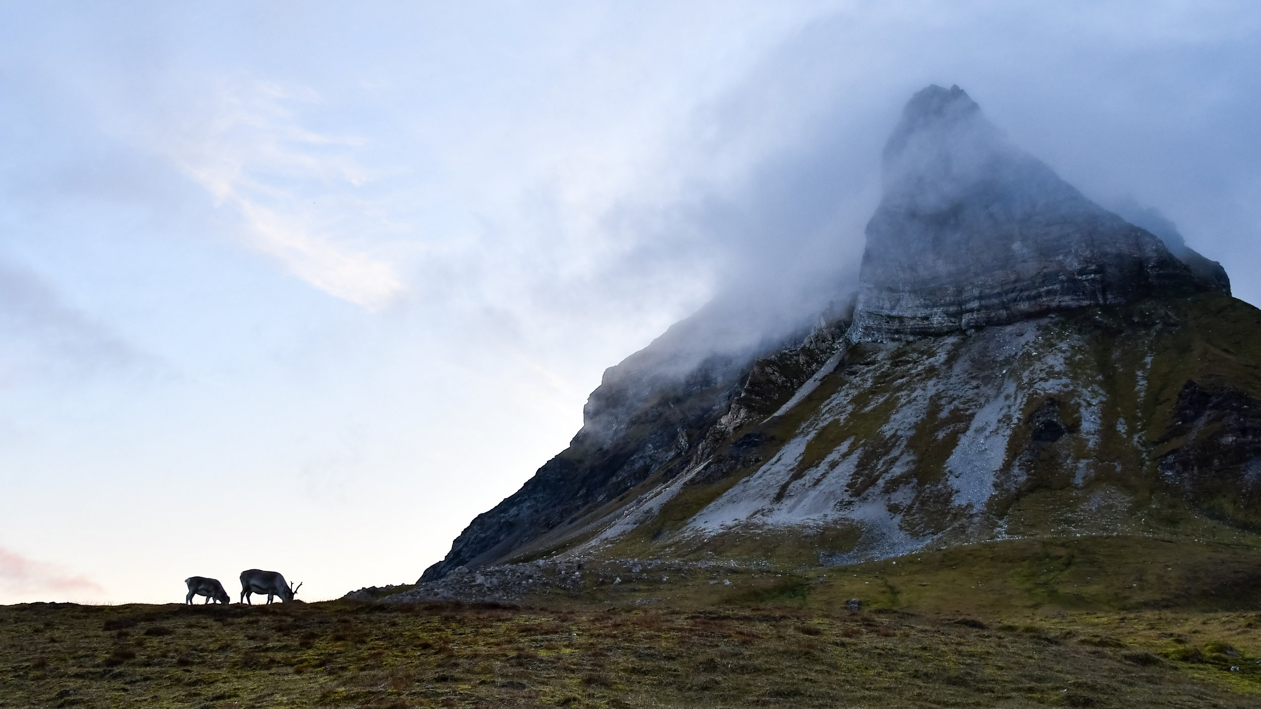 ©-Spitzbergen Reisen - Rentiere am Alkhornet.jpg