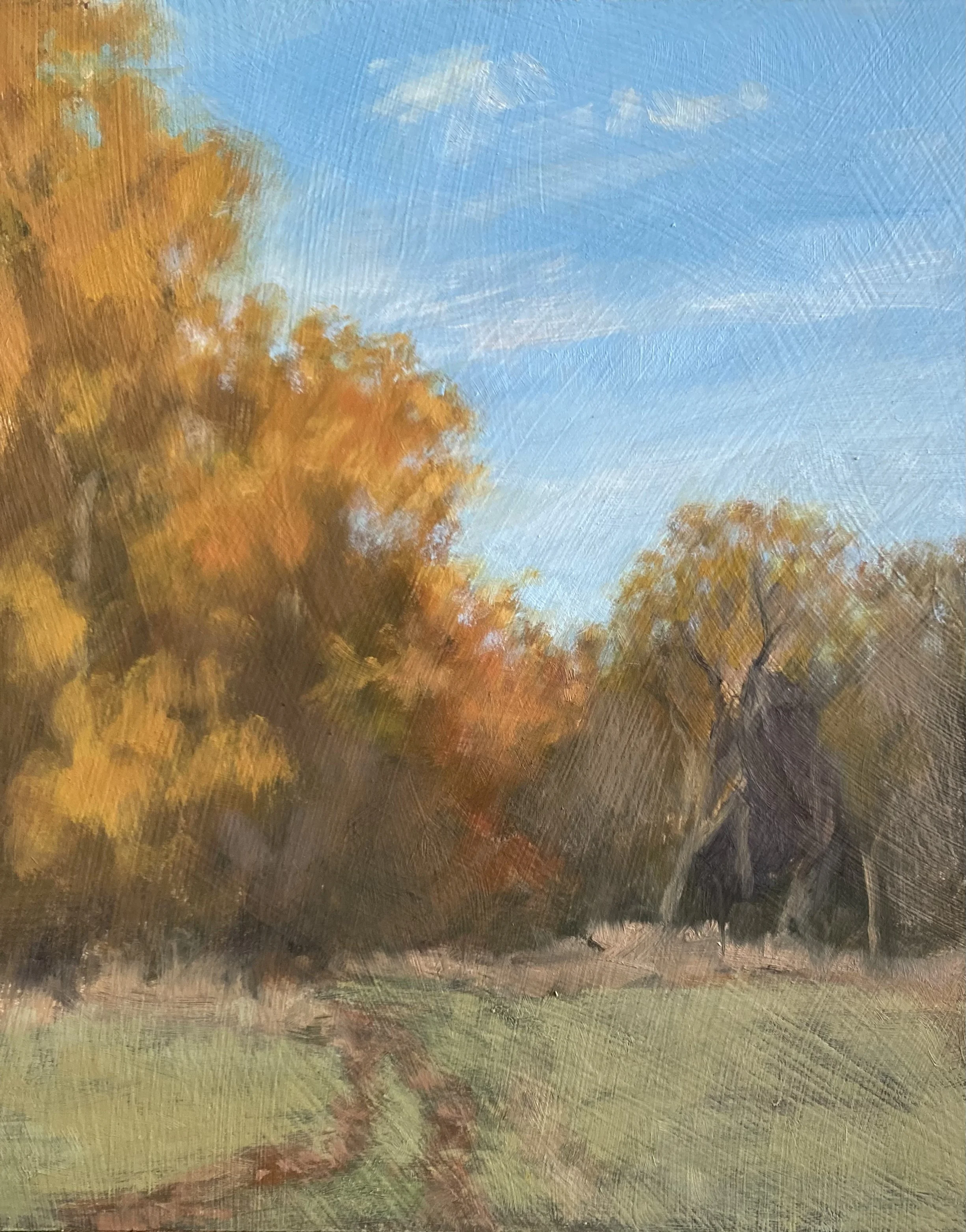 Autumn Colour, Ashridge