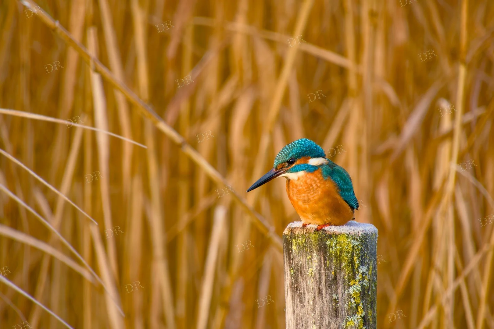 common-kingfisher-perched-frosty-wooden-post-wm.jpg